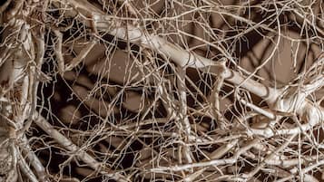 Primer plano de ramas y raíces entrelazadas, probablemente de un árbol o planta.