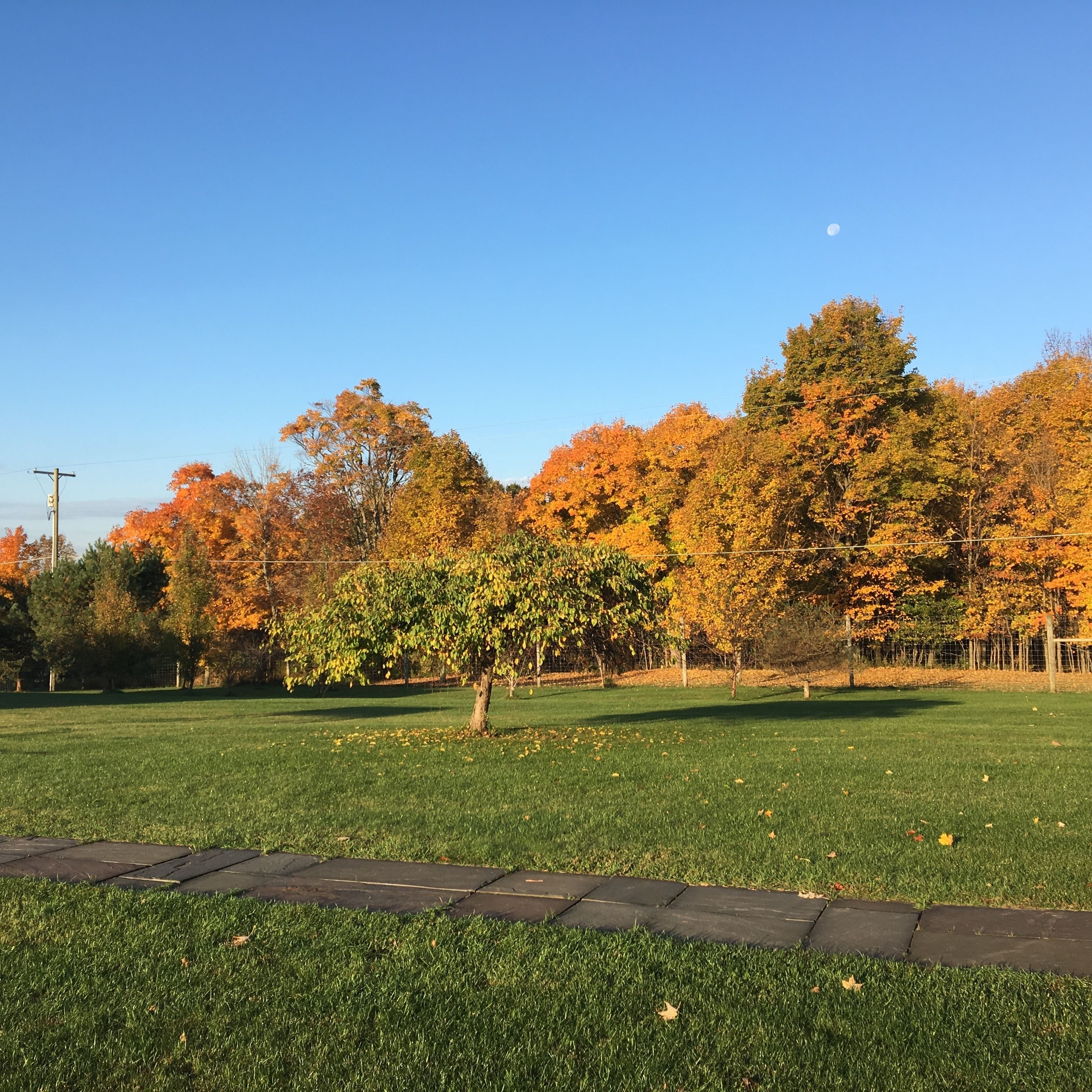 Un espace vert arboré où les arbres arborent leurs couleurs automnales, avec un ciel dégagé et une lune bien visible.