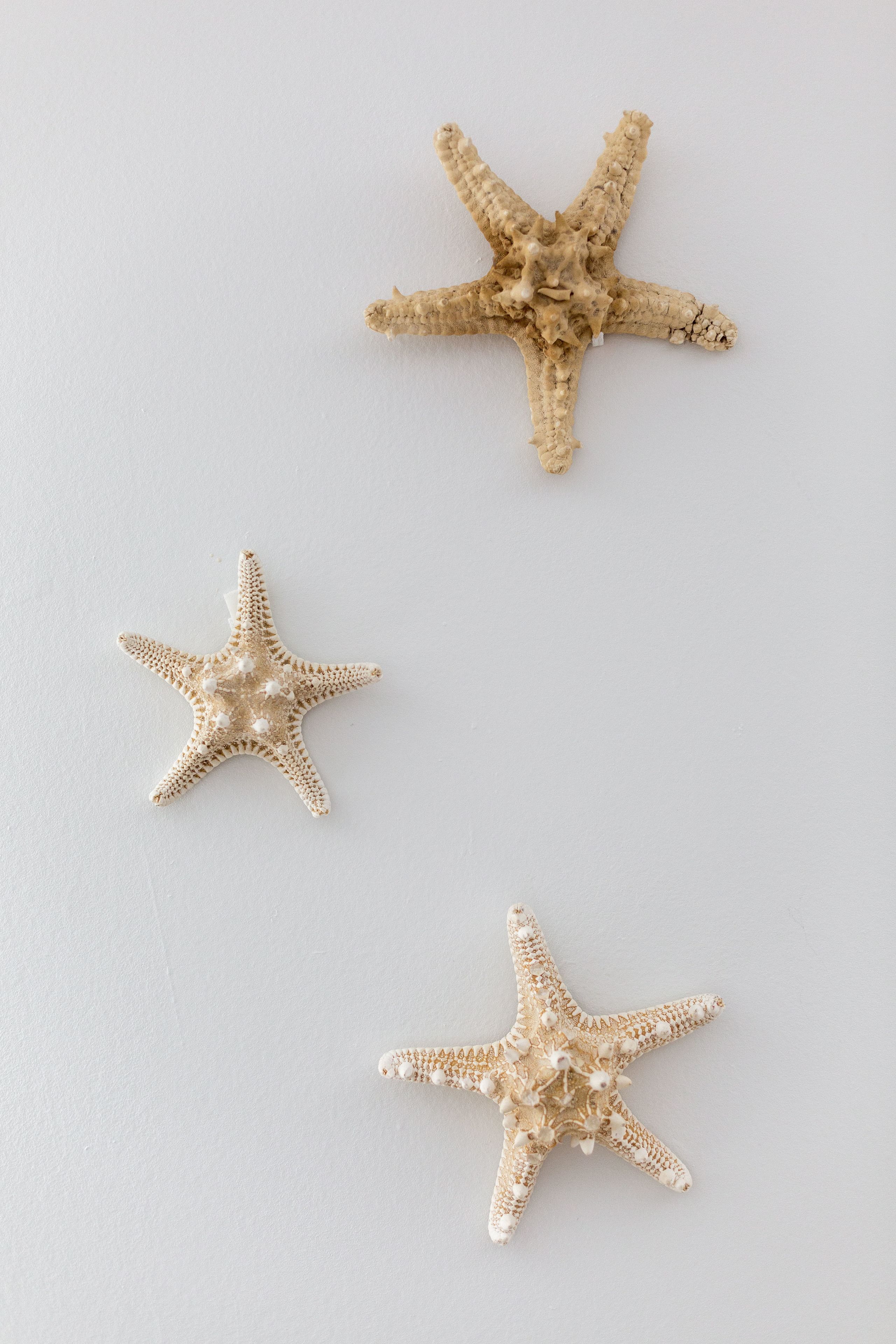 Three starfish on a plain background.