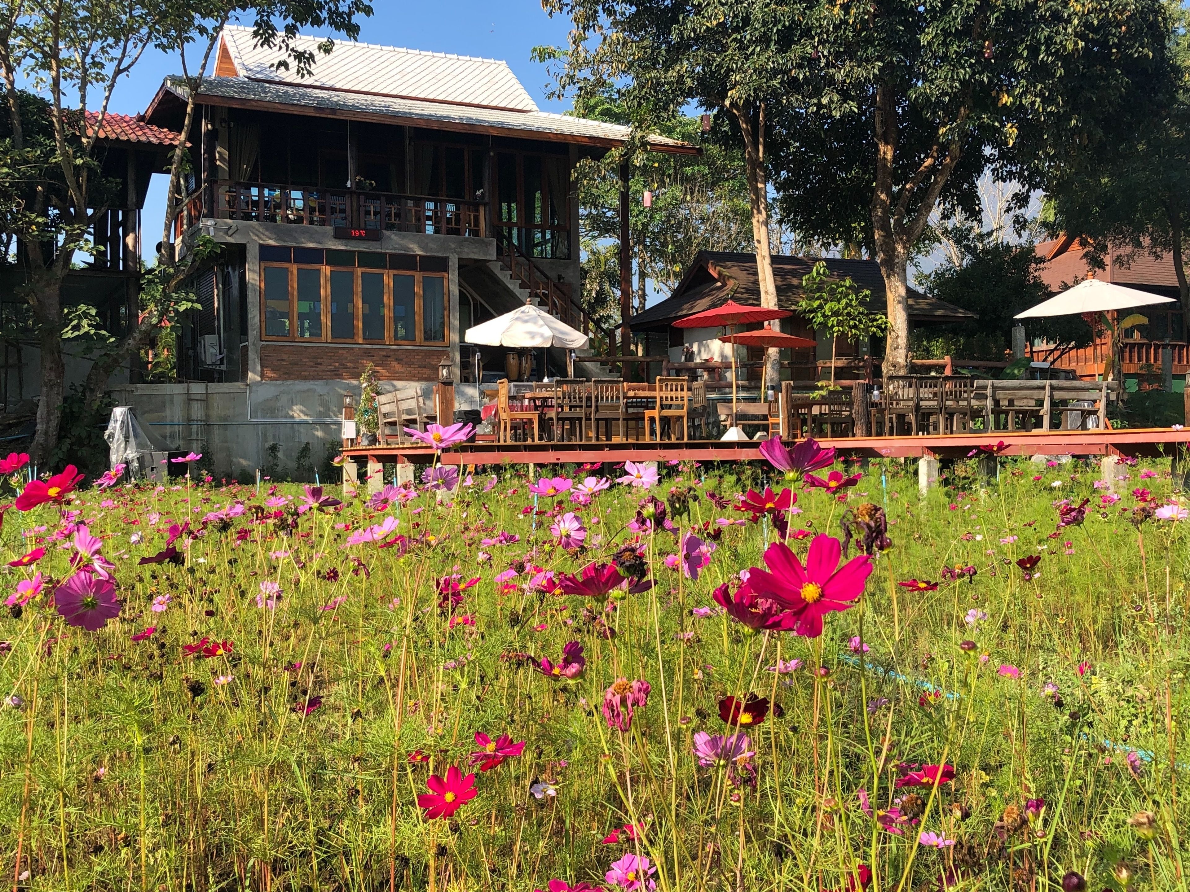 A wooden building with a balcony, surrounded by a field of pink flowers.