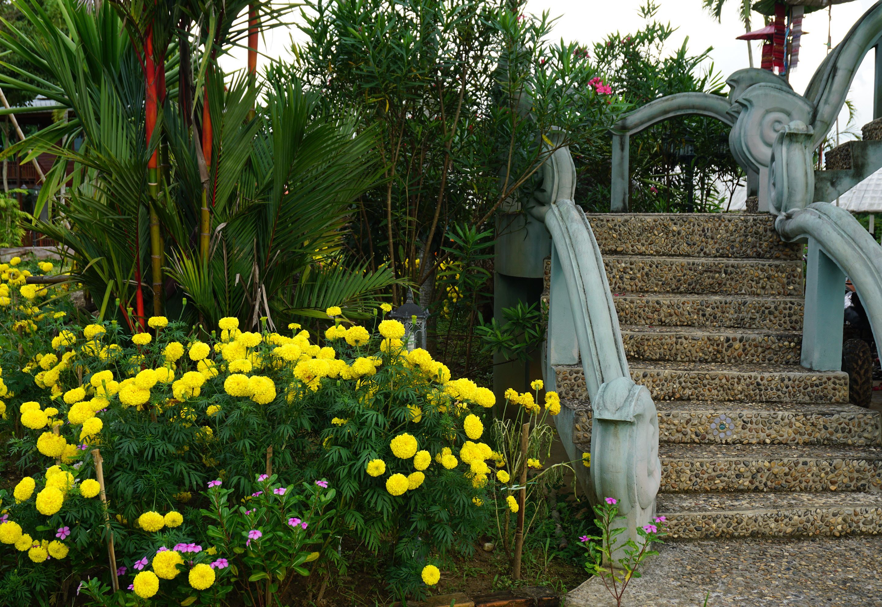 A garden with yellow flowers and a stone staircase.