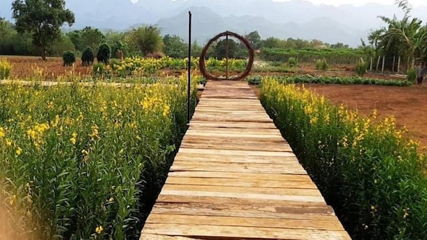 Un sentier en bois traverse un champ de fleurs jaunes, et on aperçoit au loin une structure circulaire.