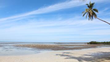 A beach with clear skies, a palm tree, and calm water.