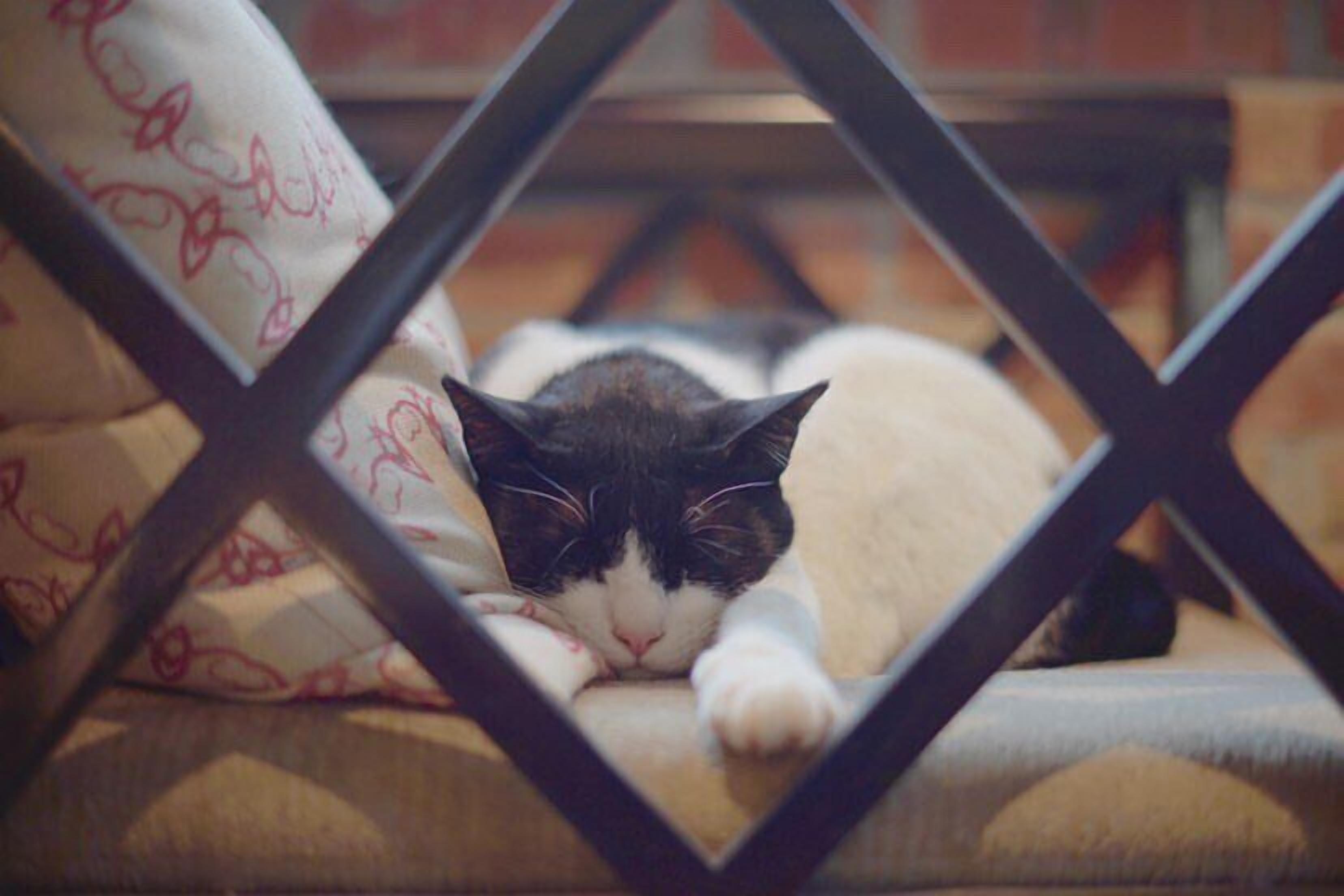 A cat resting on a cushioned chair with a geometric metal frame.