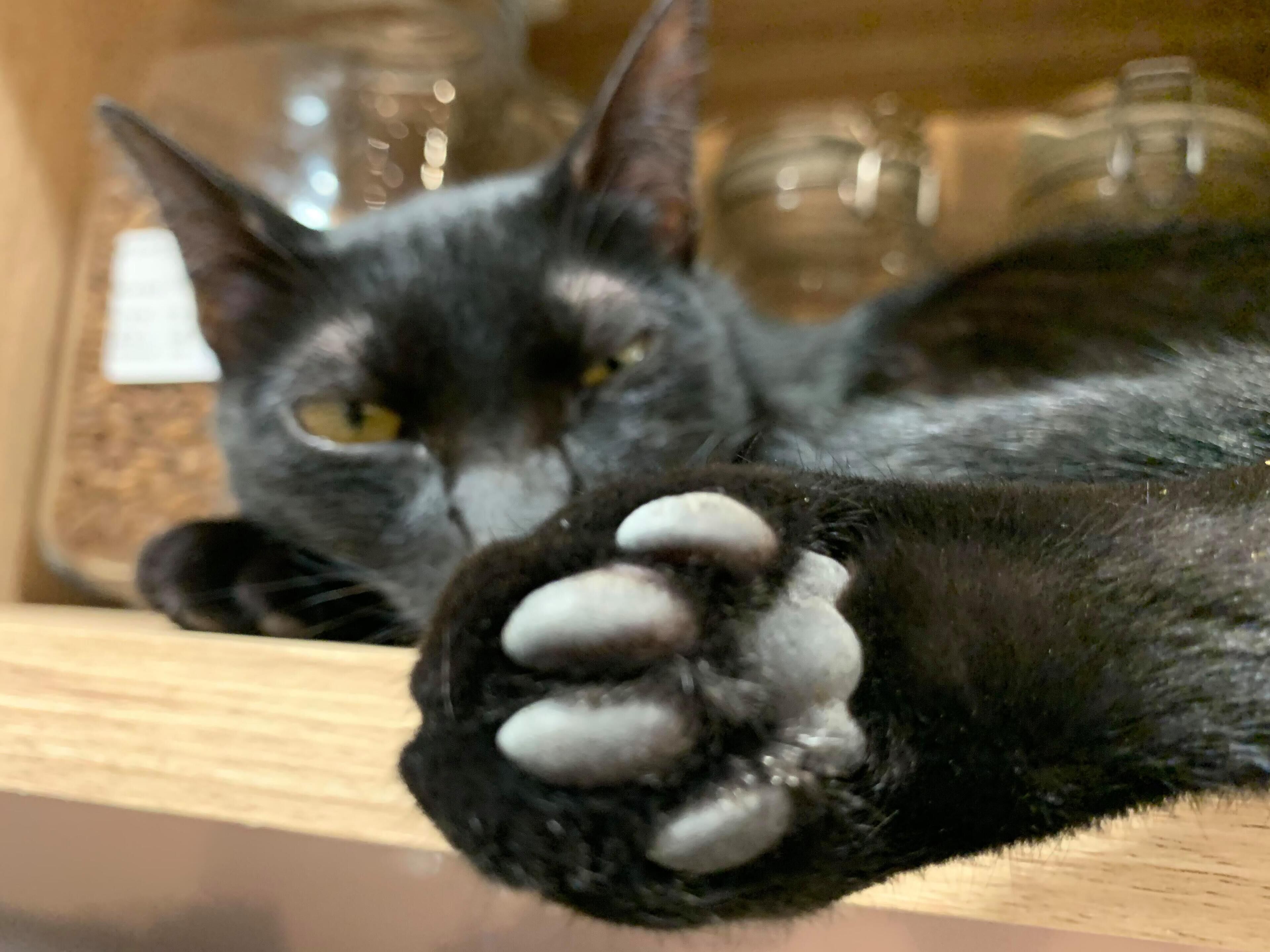 A close-up of a cat's paw resting on a wooden surface.