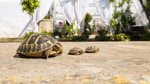 A tortoise on a concrete surface with a white structure and greenery in the background. - Hotel Abril 37 (Ciutadella de Menorca)
