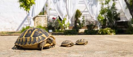 Una tortuga sobre una superficie de concreto con una estructura blanca y follaje en el fondo.