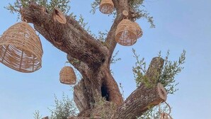 A tree with hanging wicker lamps and a building in the background. - Venus Resort (Zakynthos)