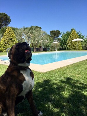 Seasonal outdoor pool, pool umbrellas, sun loungers - Agriturismo al Colle (Bertinoro)