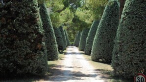 A narrow, tree-lined path with a speed limit sign indicating 30. - Agriturismo al Colle (Bertinoro)