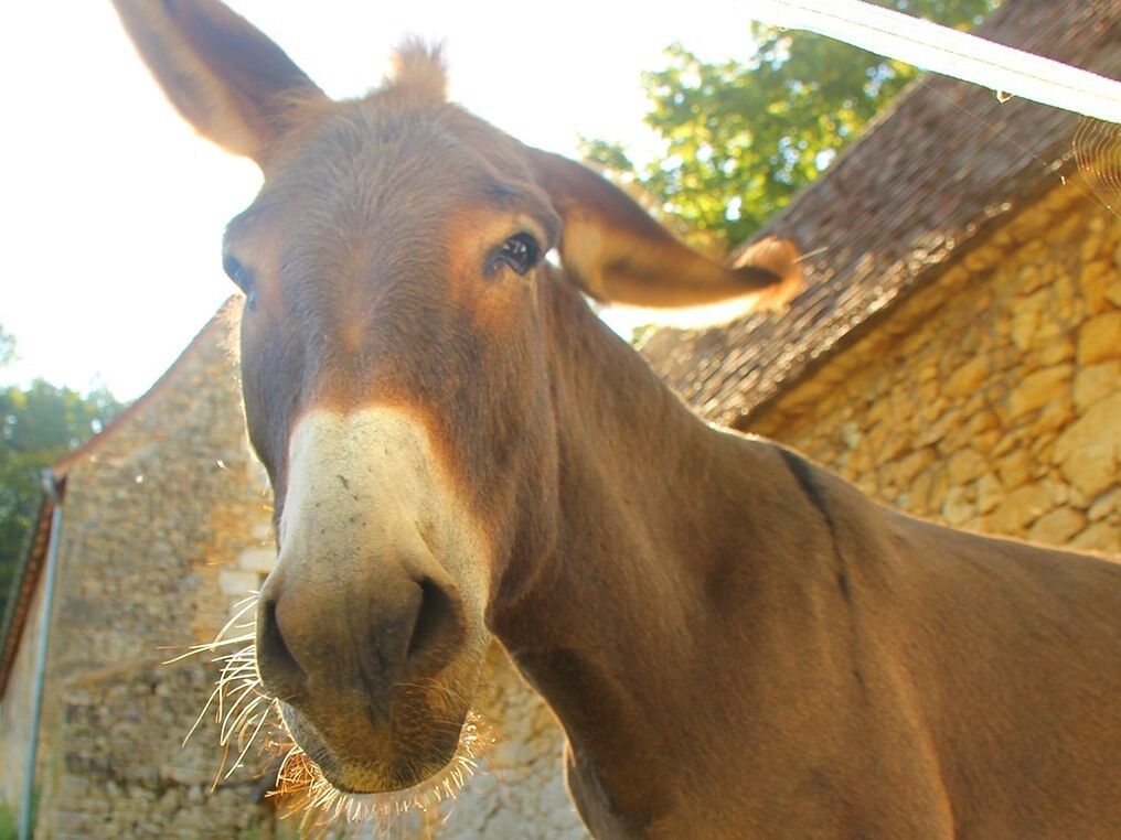 Primer plano del rostro de un burro, con un edificio de piedra al fondo.