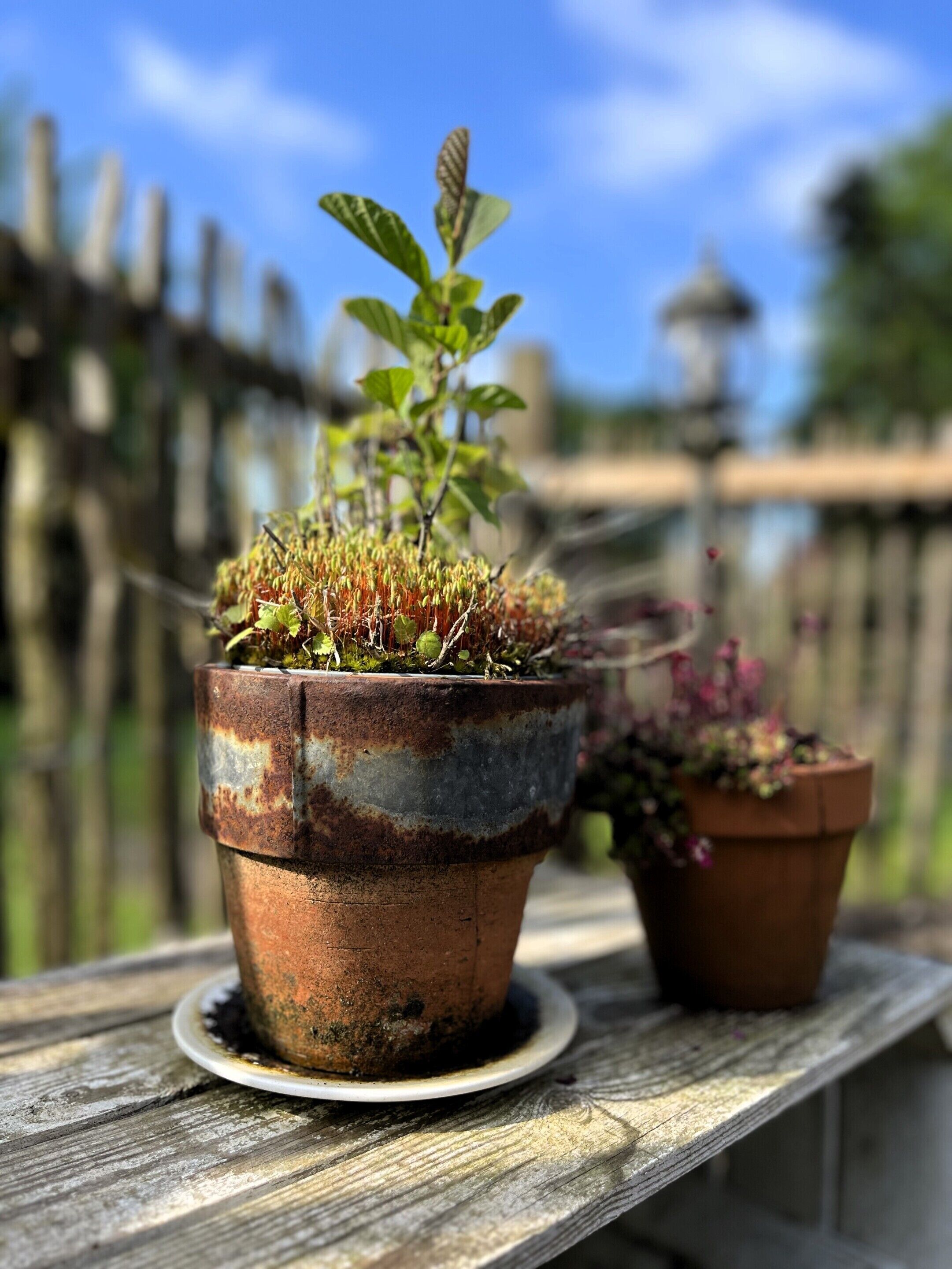 Deux plantes en pot sur une surface en bois.
