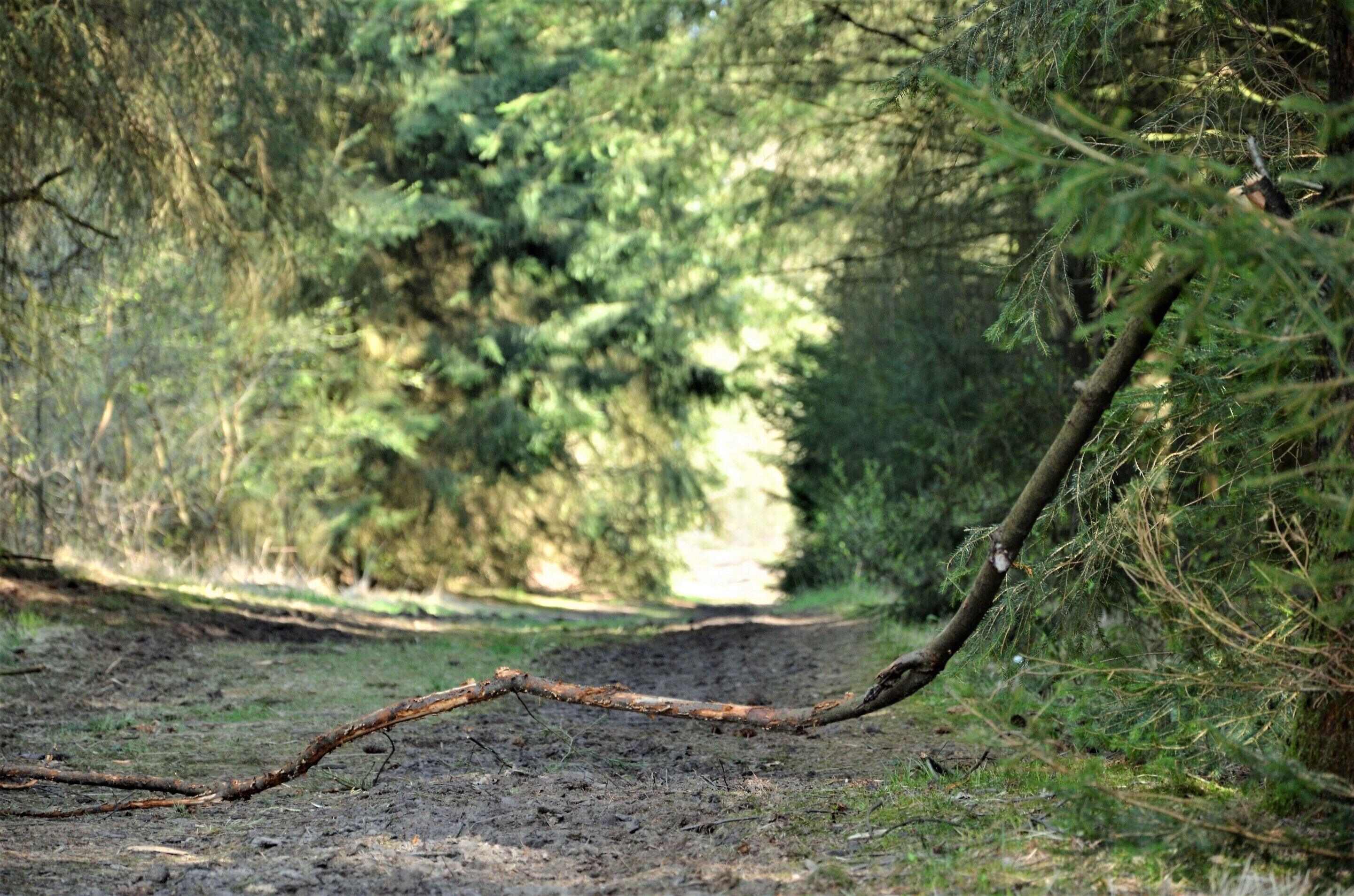Ein unbefestigter Weg in einem bewaldeten Gebiet, im Vordergrund ein abgebrochener Ast.