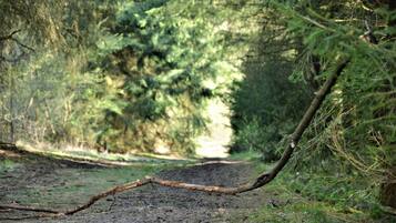 Ein unbefestigter Weg in einem bewaldeten Gebiet, im Vordergrund ein abgebrochener Ast.