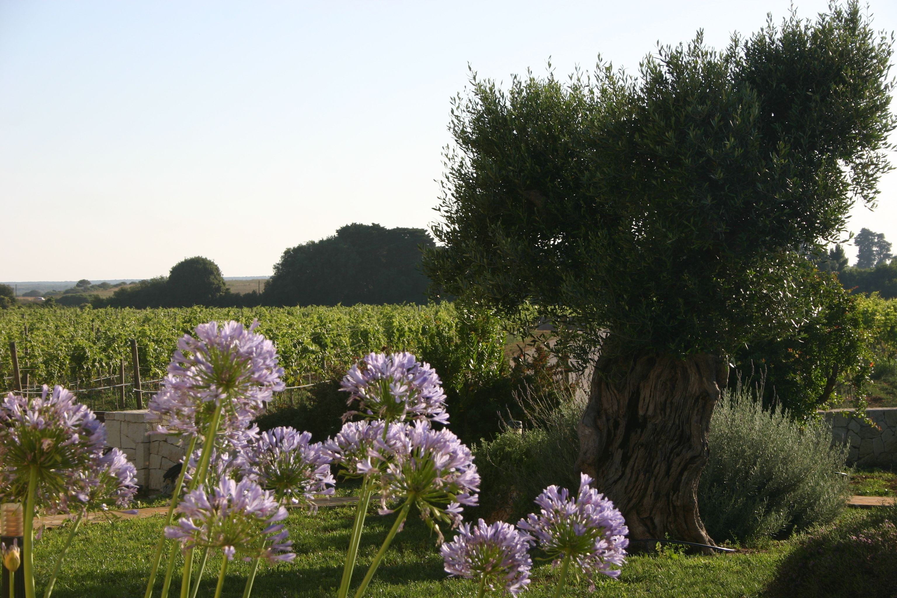 Viñedo con hileras de vides y un árbol grande en primer plano.