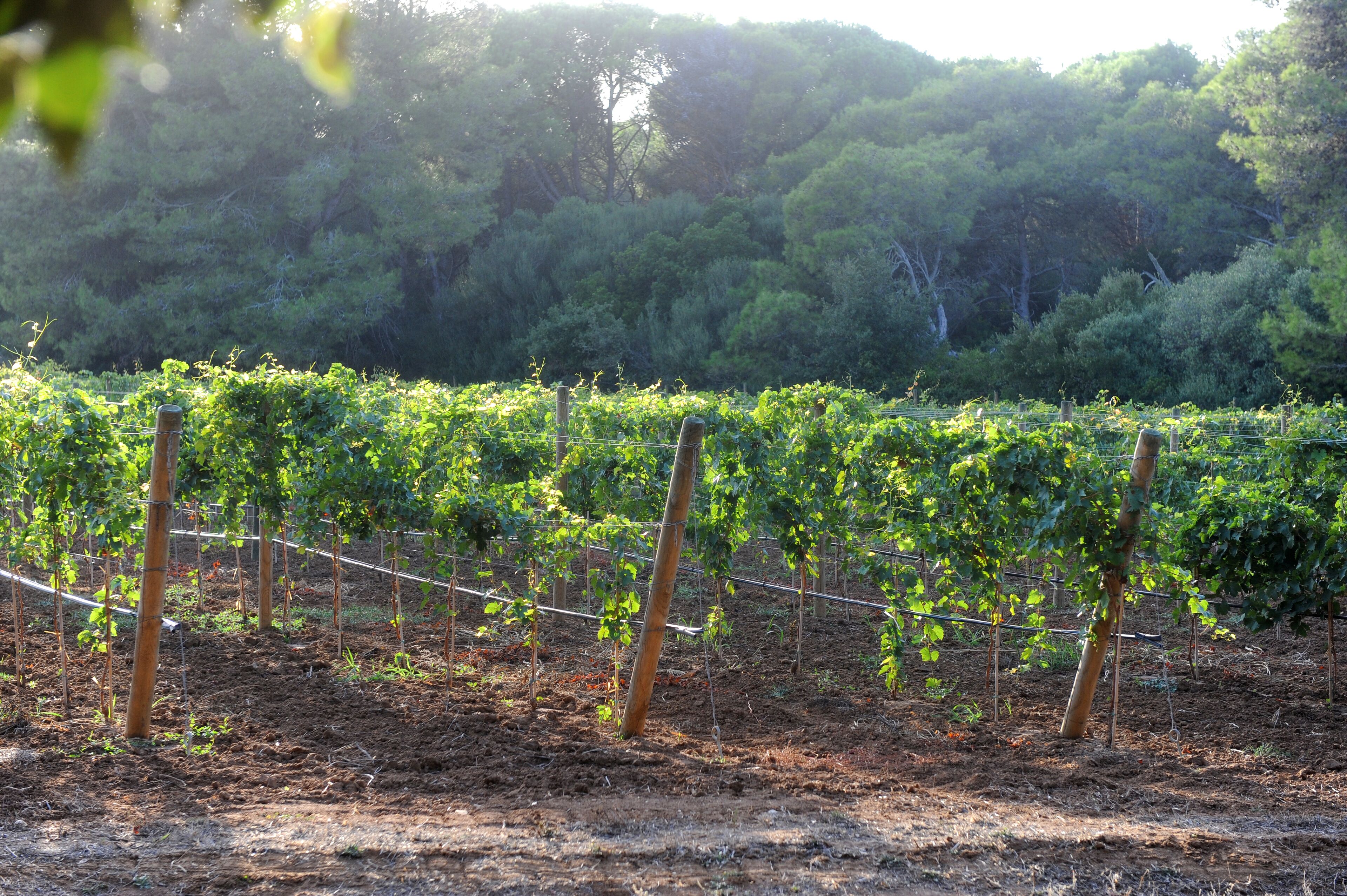 Viñedo con hileras de vides sostenidas por estacas de madera y alambre.