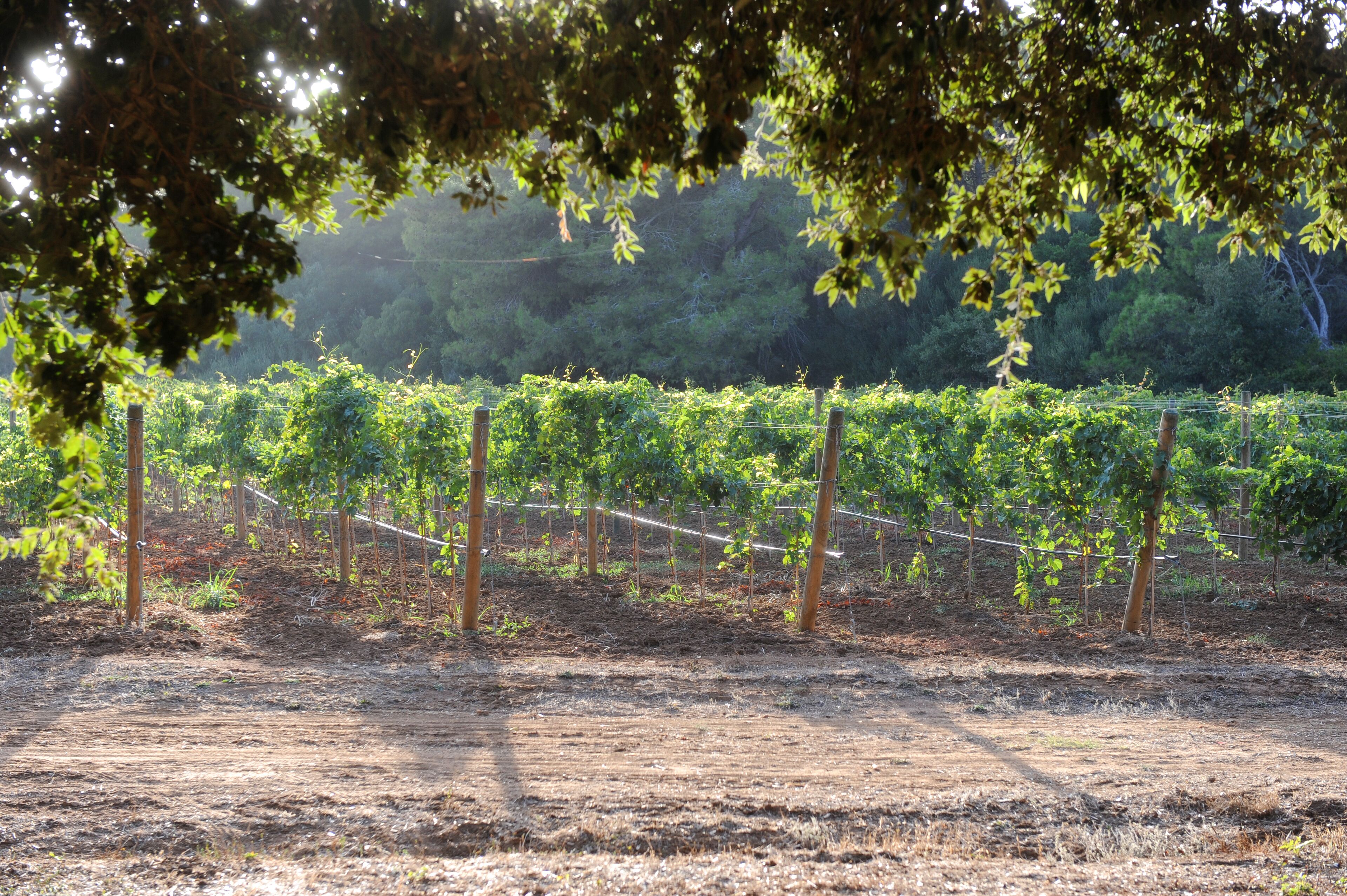 A vineyard with rows of grapevines supported by wooden stakes and wire.