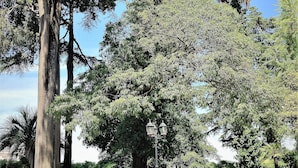 A swimming pool surrounded by large trees and a clear blue sky. - Relais La Rupe (Sorrento)
