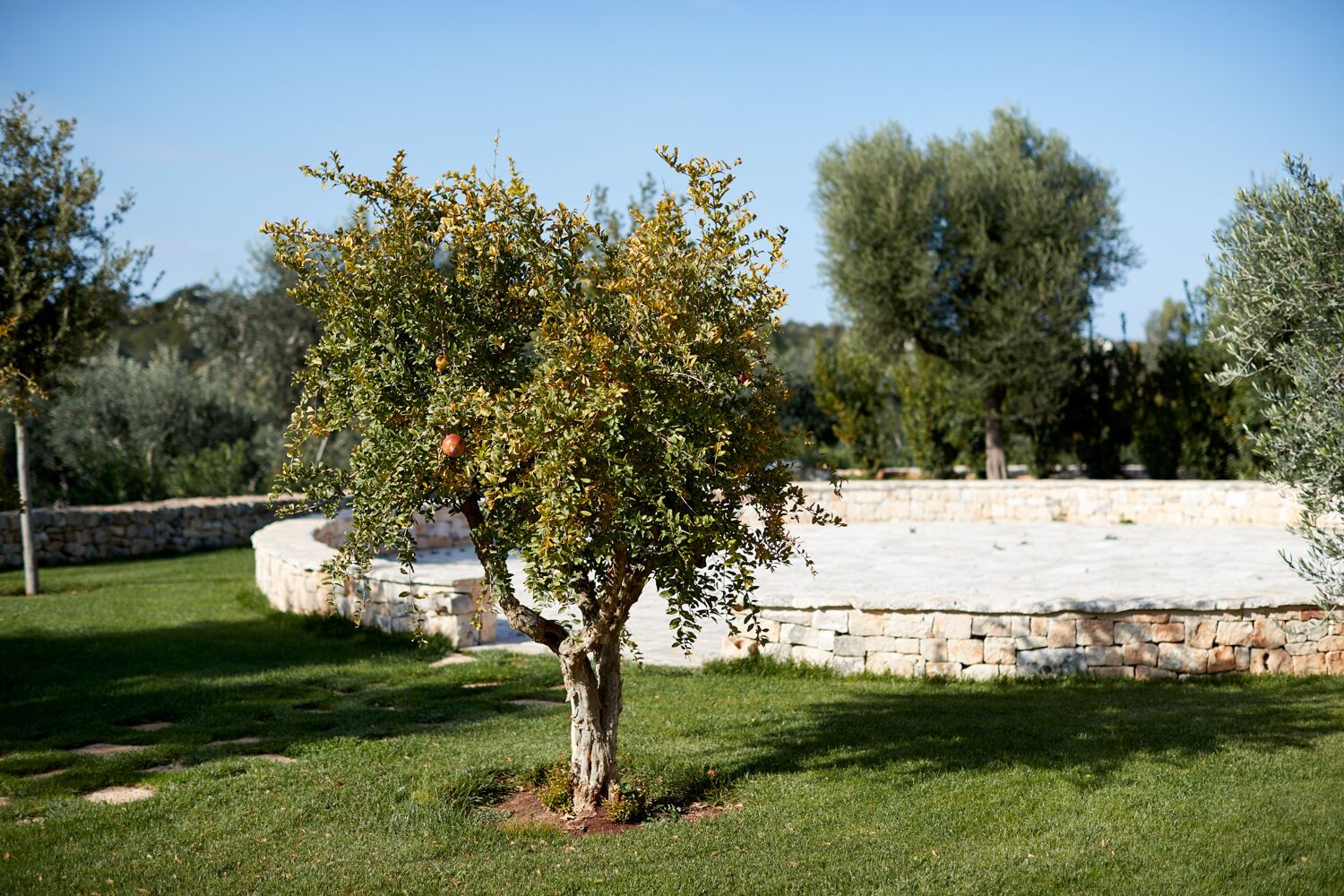 A tree with fruit in a landscaped area with a stone wall and grass.