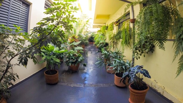 A narrow corridor with potted plants on both sides, a central drainage grate, and a yellow wall with a window on the right. - Hotel Graúnas (São Carlos)