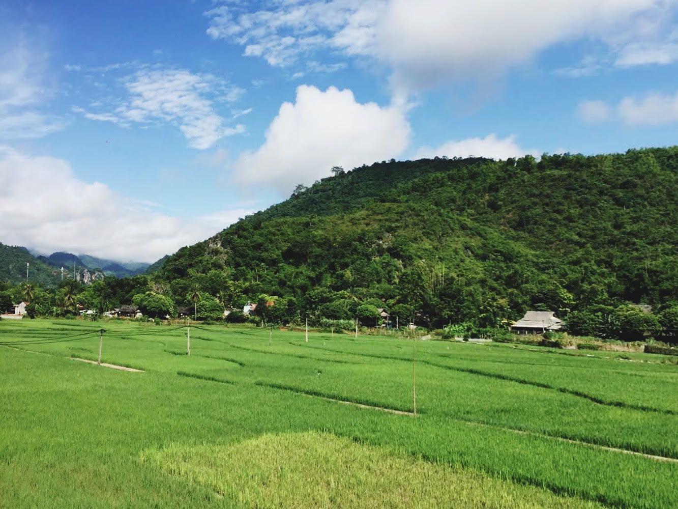 A lush green rice field with a mountain in the background and a few houses.