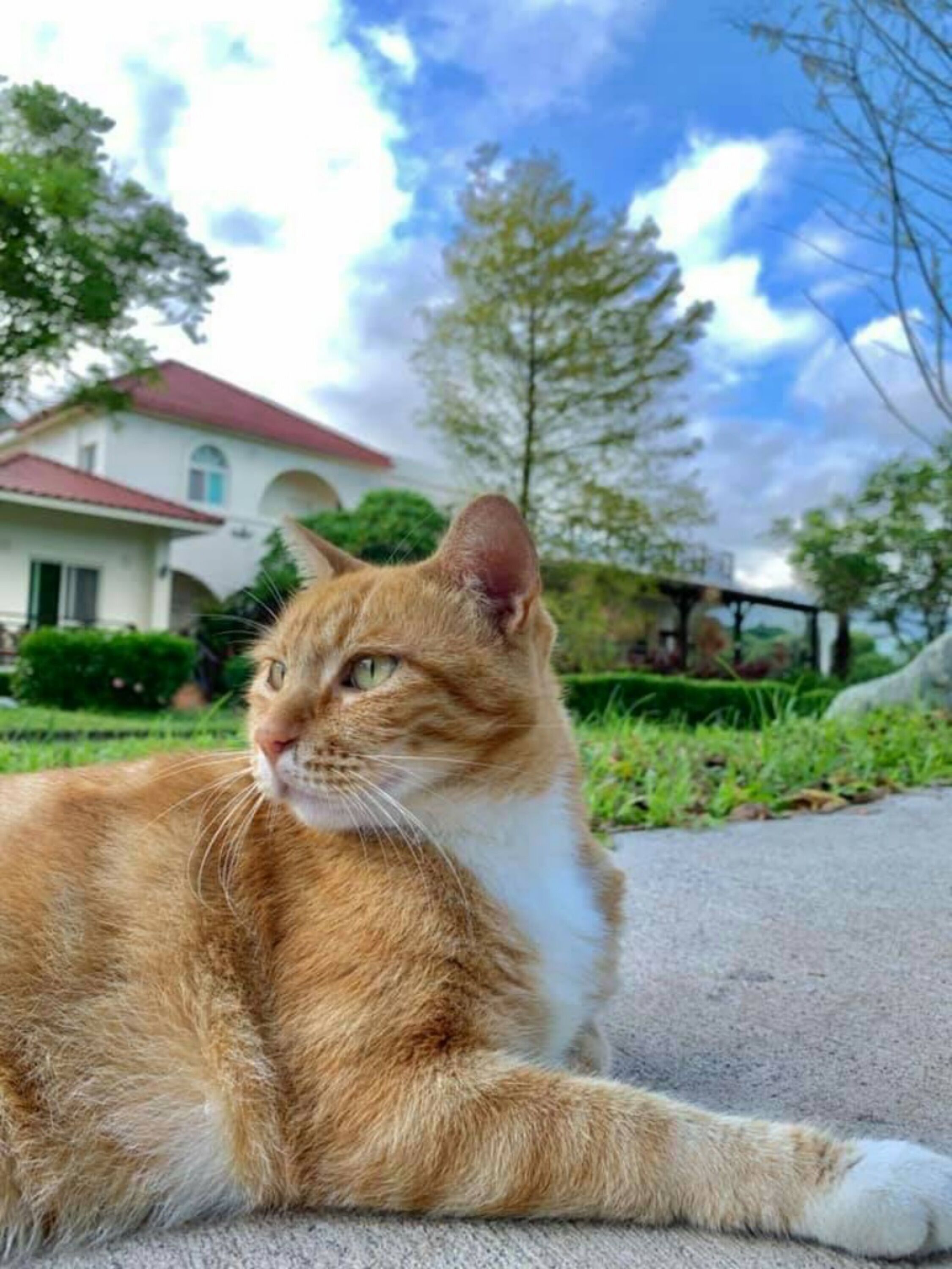 Un gato jengibre descansando sobre un pavimento con una casa y follaje al fondo.