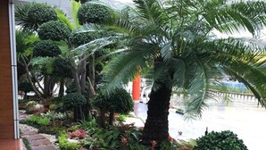 A garden pathway with various plants and a palm tree. - Avada hotel (Trat)