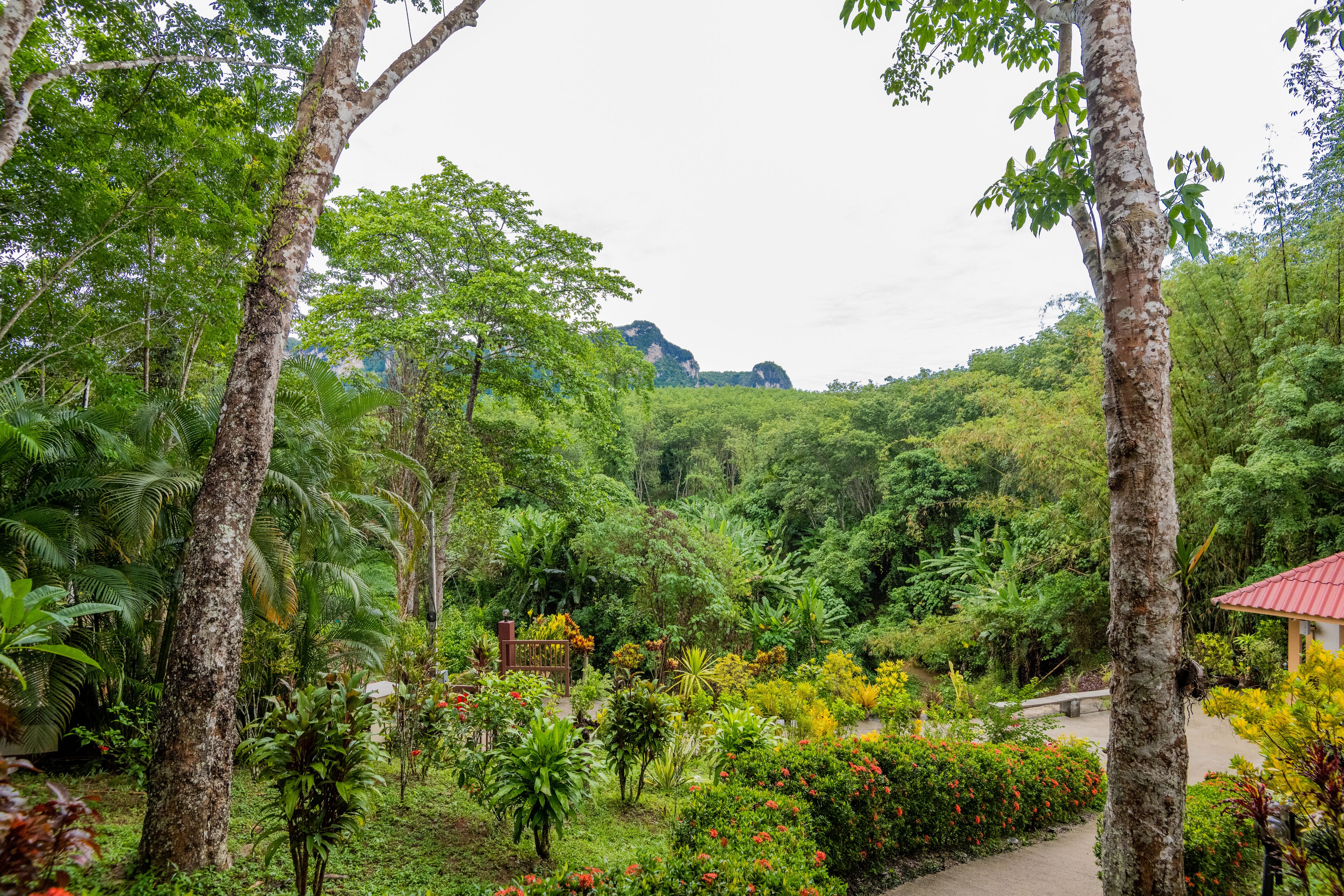 Un jardín exuberante con diversas plantas y árboles, un sendero y un edificio con techo rojo al fondo.