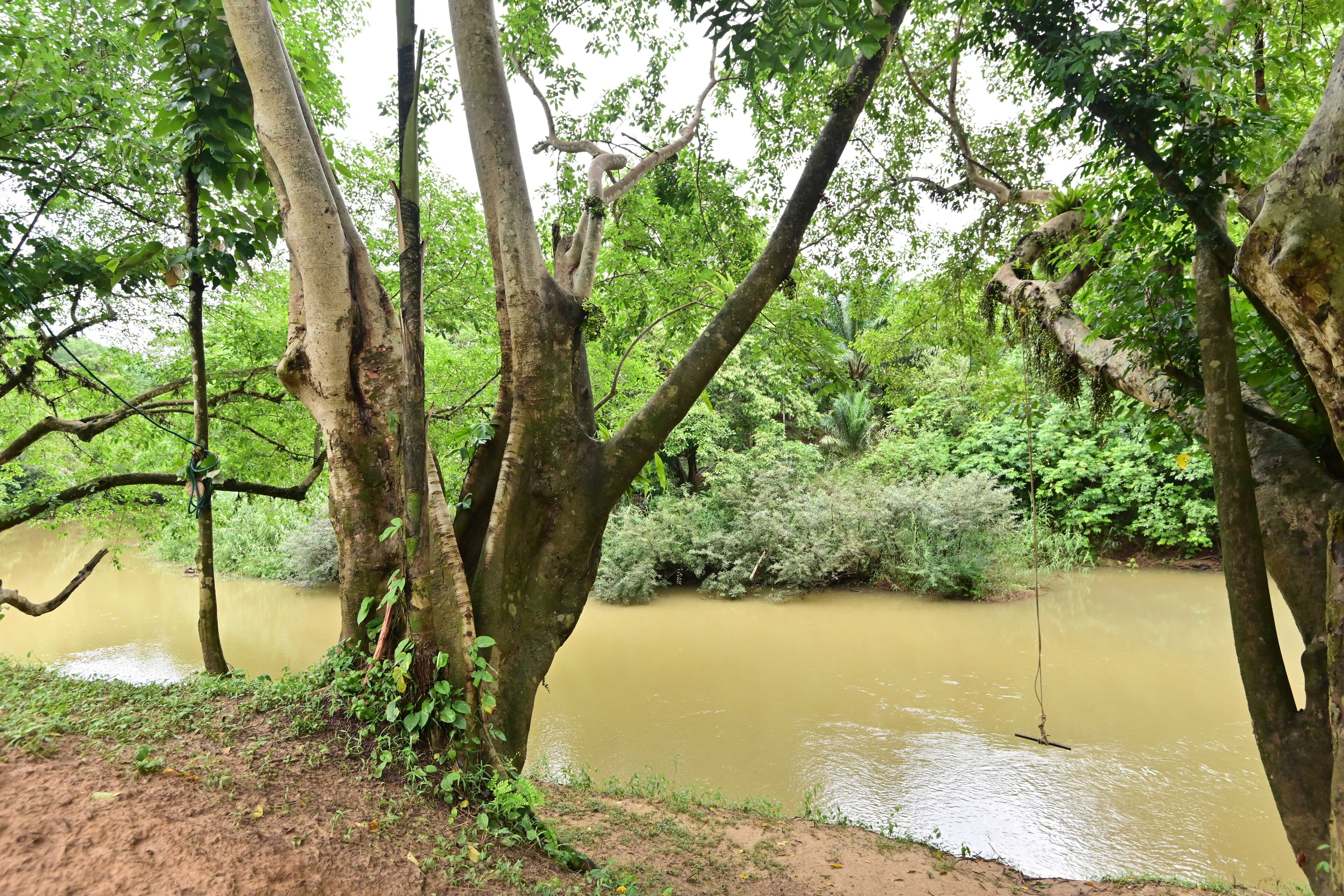 A natural landscape with a river, dense greenery, and trees.