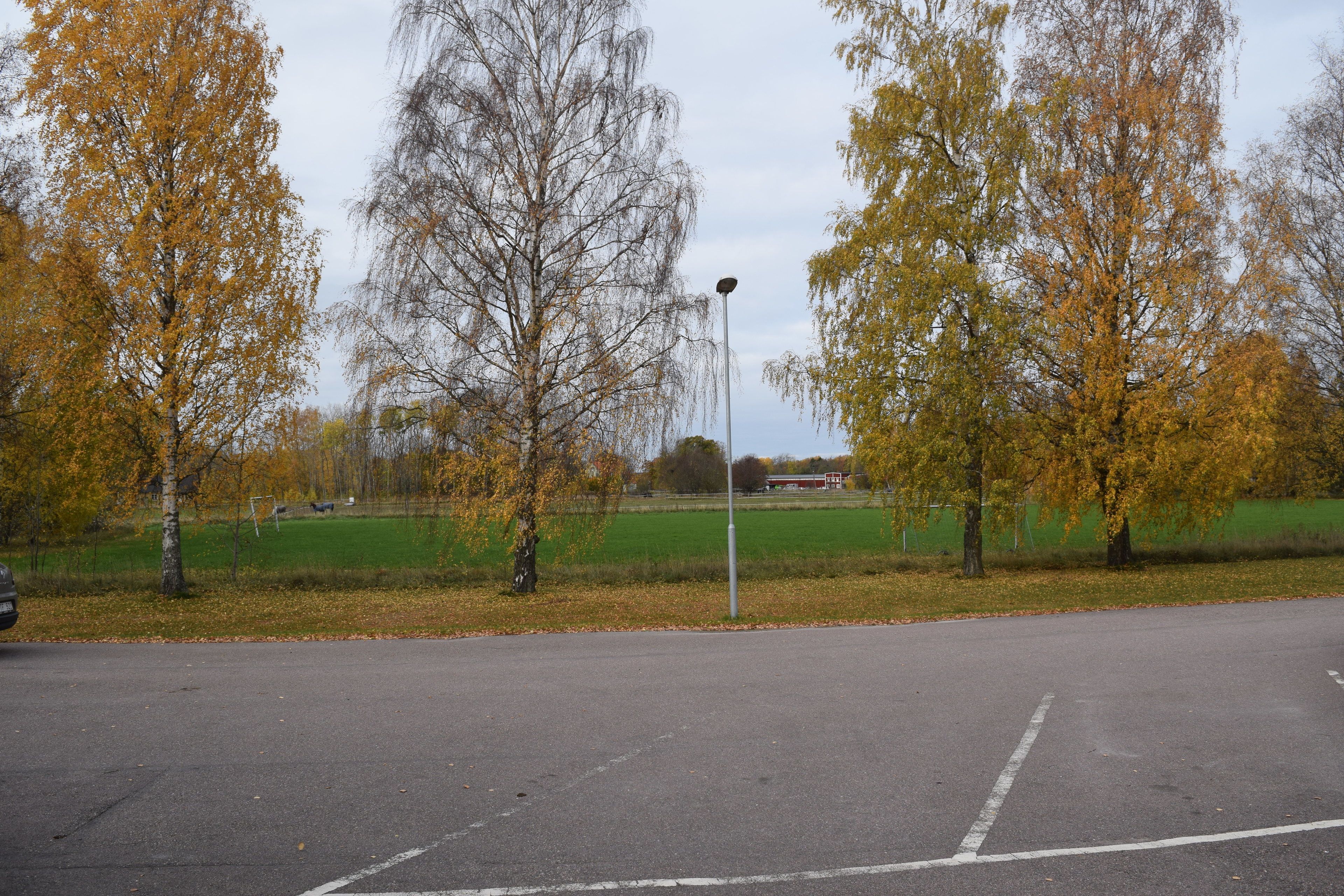 A parking lot with trees and a street lamp.