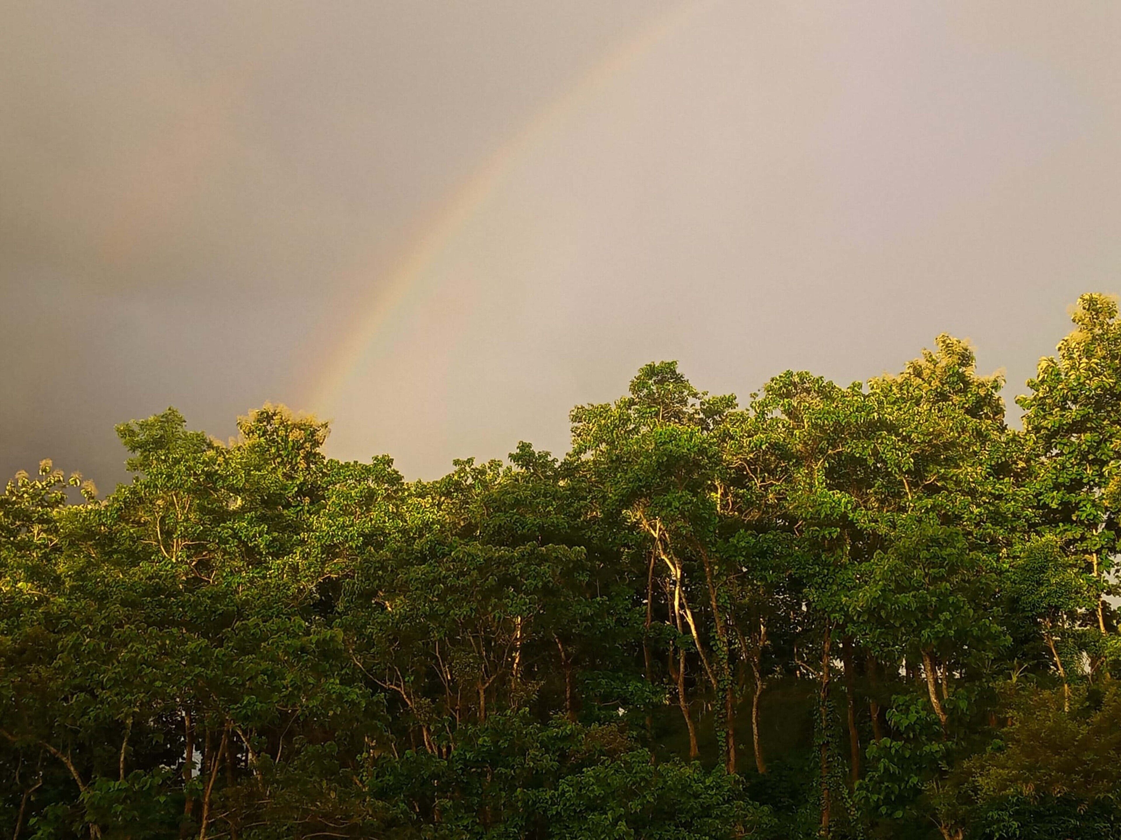 Un bosque denso con un arcoíris en el cielo.