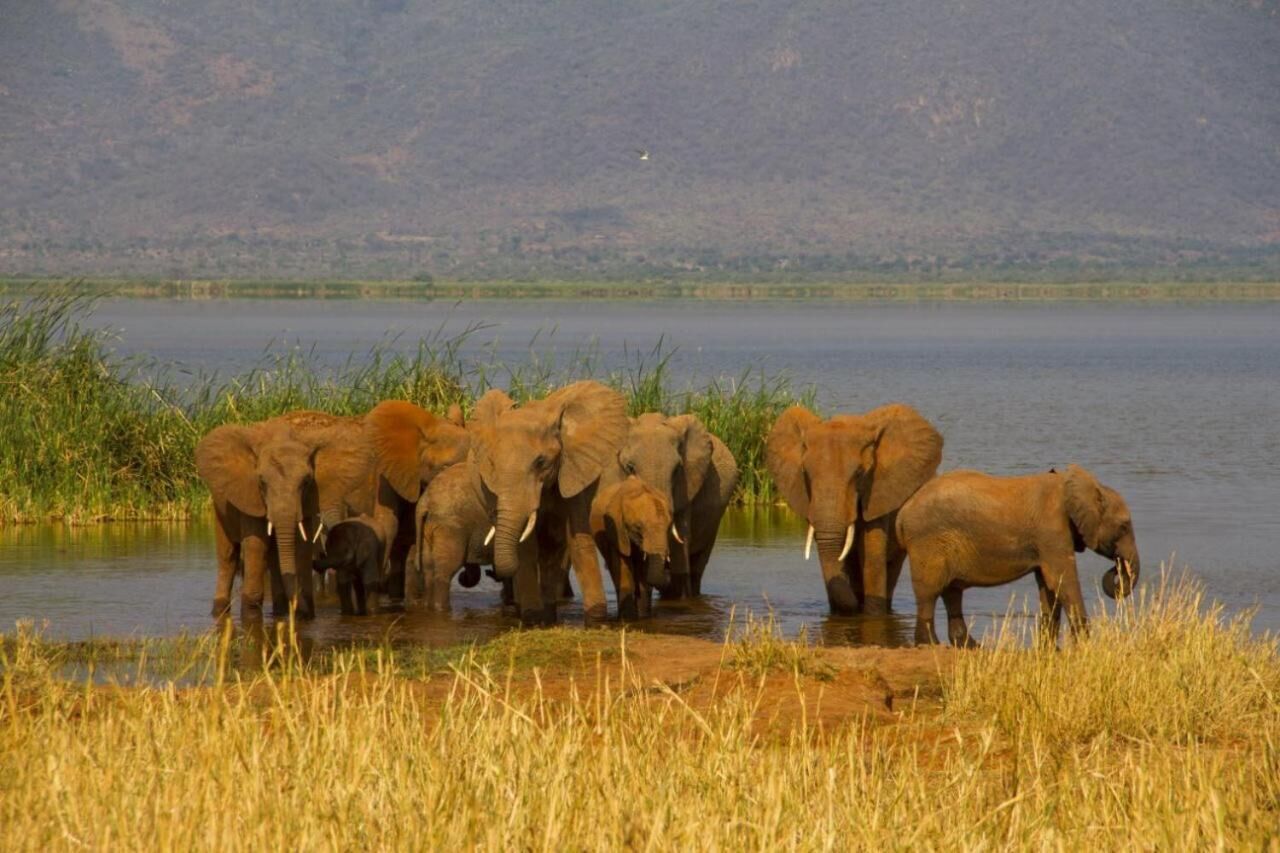A group of elephants by a water body with a mountainous backdrop.