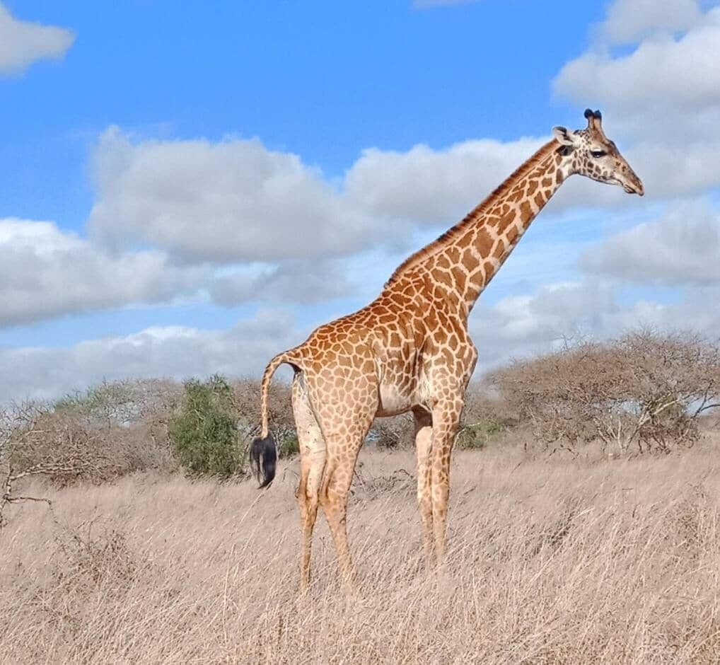 Une girafe se tient dans un champ herbeux, parsemé de quelques arbres, sous un ciel dégagé.