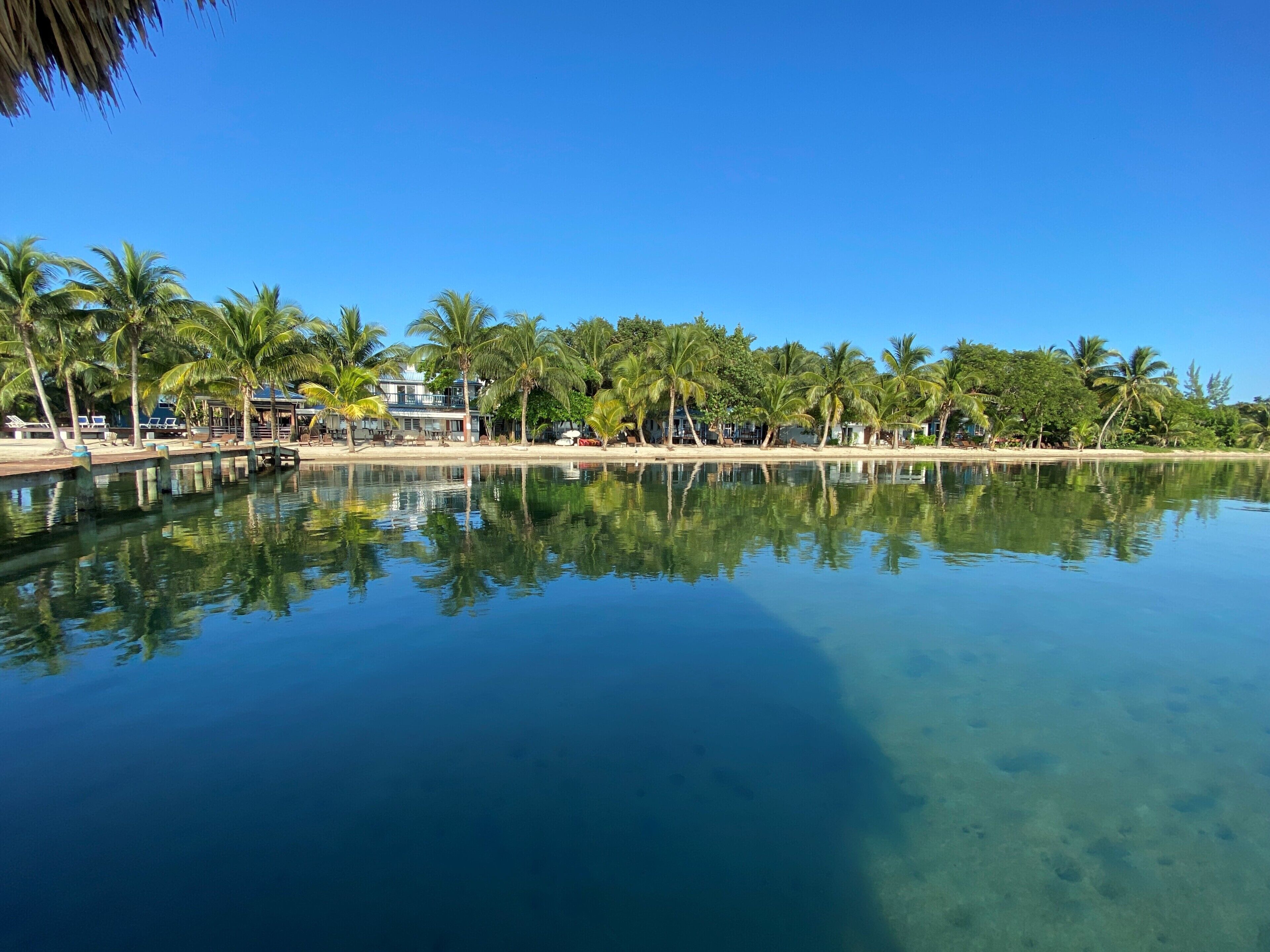A calm waterfront with palm trees and a clear blue sky.