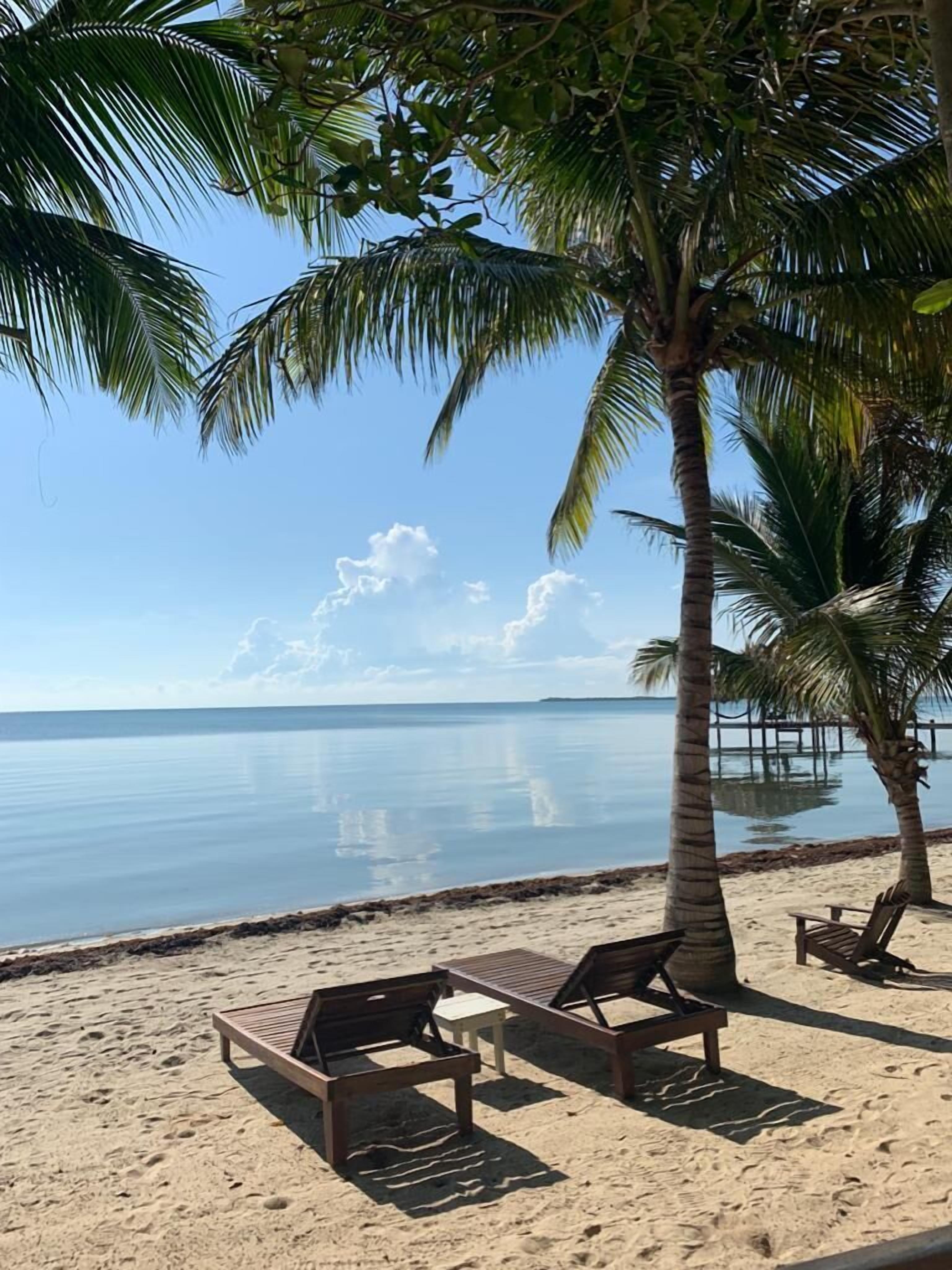 A beach with two wooden lounge chairs, a palm tree, and a clear view of the ocean.