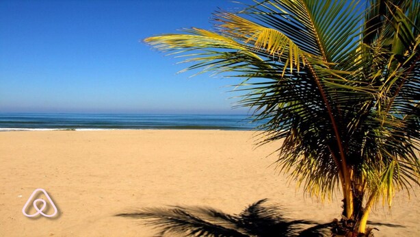 A beach with a palm tree and a clear blue sky.