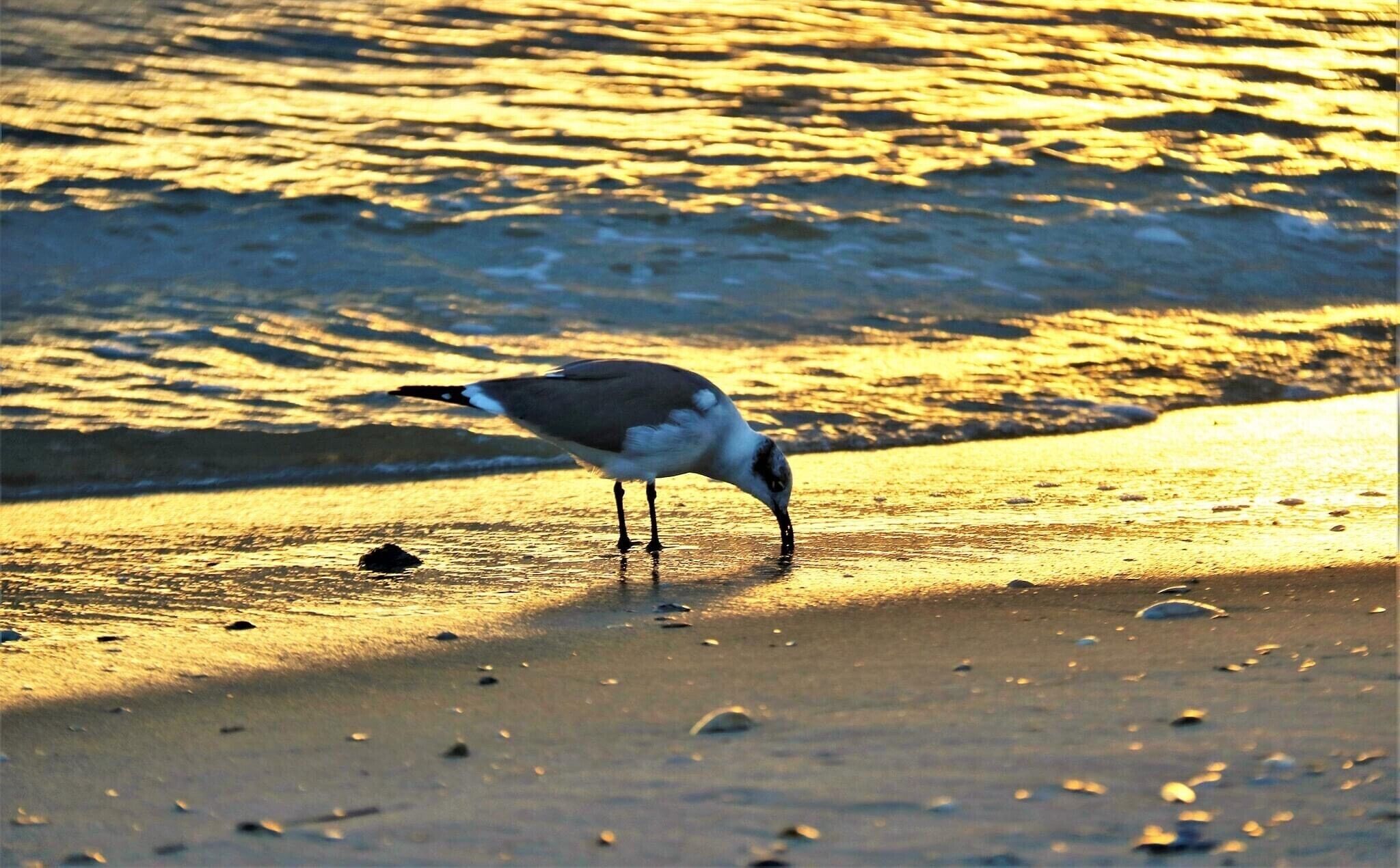 Playa en los alrededores y camastros 