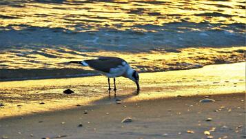 Playa en los alrededores y camastros