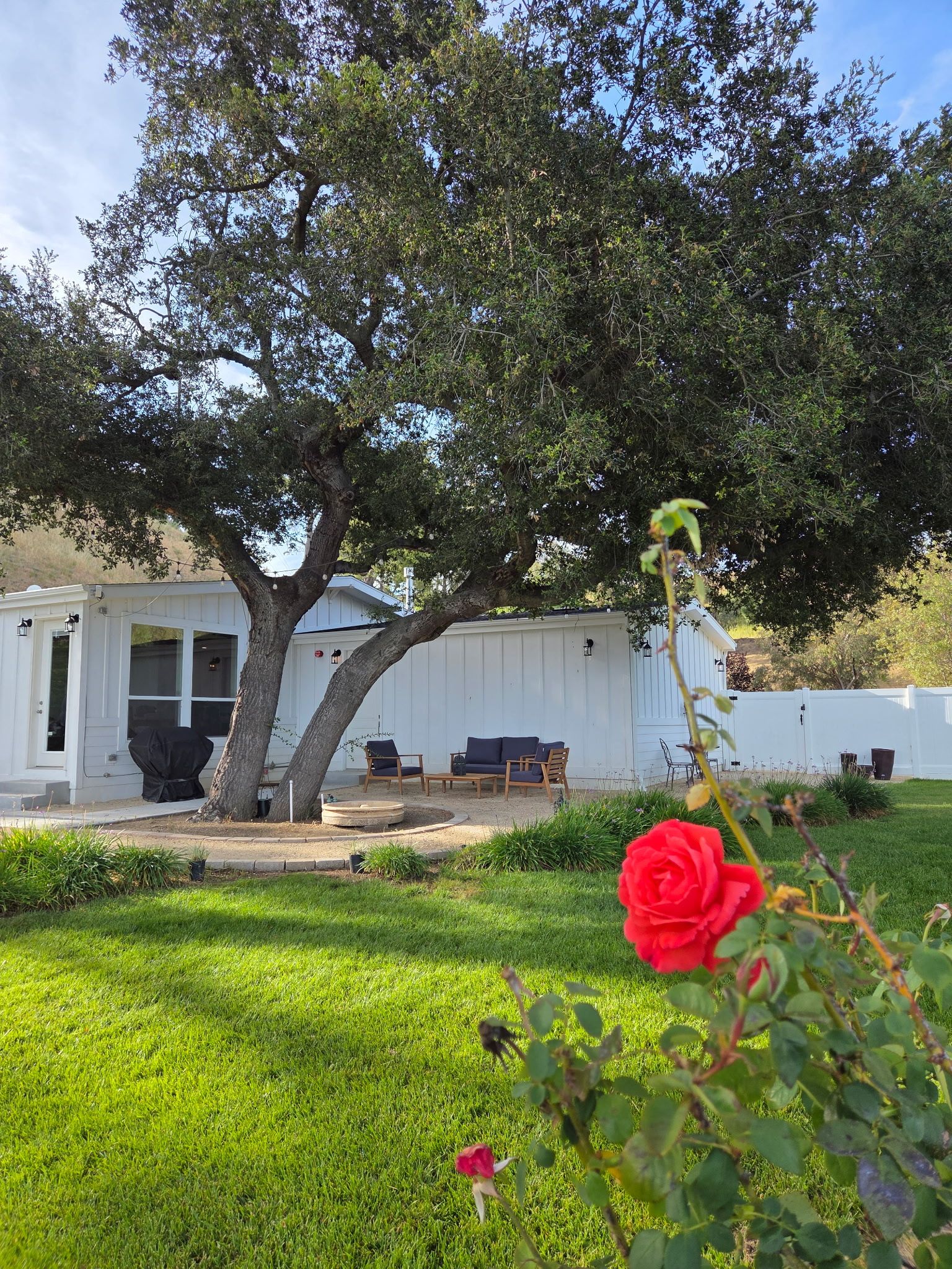 A white building with a large tree in front, a lawn, and a red rose in the foreground.