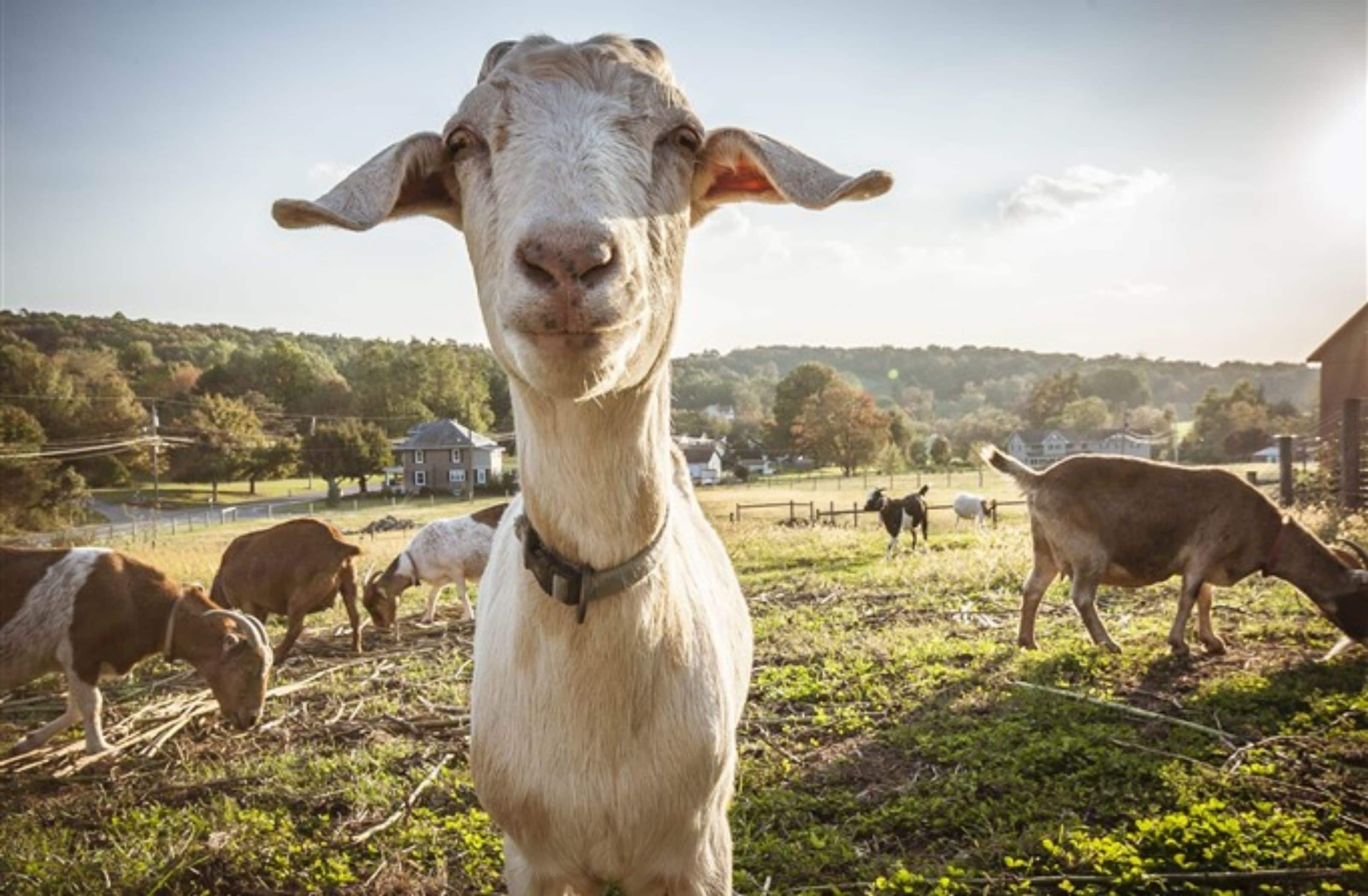 Eine Ziege mit Halsband steht auf einer grünen Wiese, im Hintergrund sind weitere Ziegen und Häuser zu sehen.