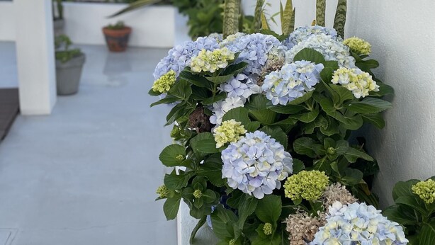 Een smalle buitenste gang met een witte muur aan de ene kant en een potplant met hortensia's aan de andere kant.