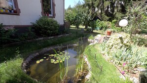 Ein Garten mit Teich, Kübelpflanzen und einem kleinen Schuppen.