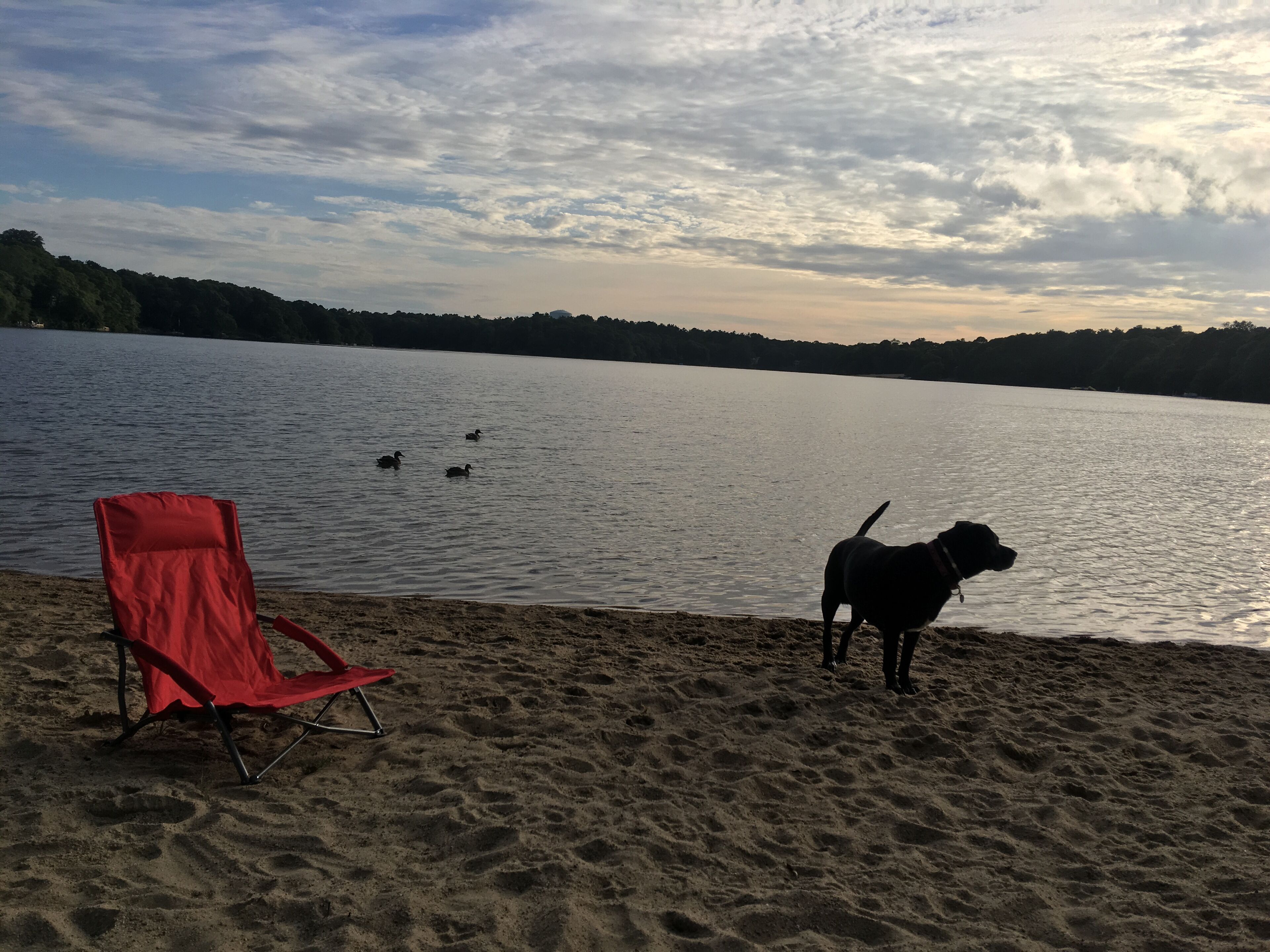 Una playa con una silla roja y un perro cerca del agua.