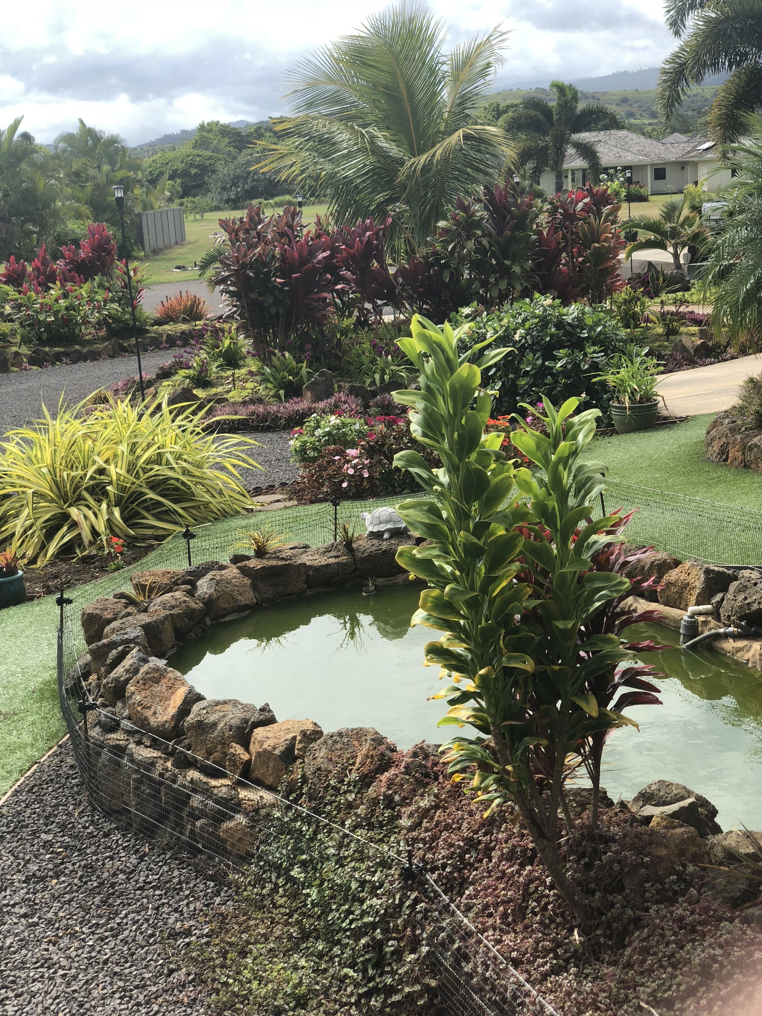 A landscaped garden with a pond, various plants, and a house in the background.