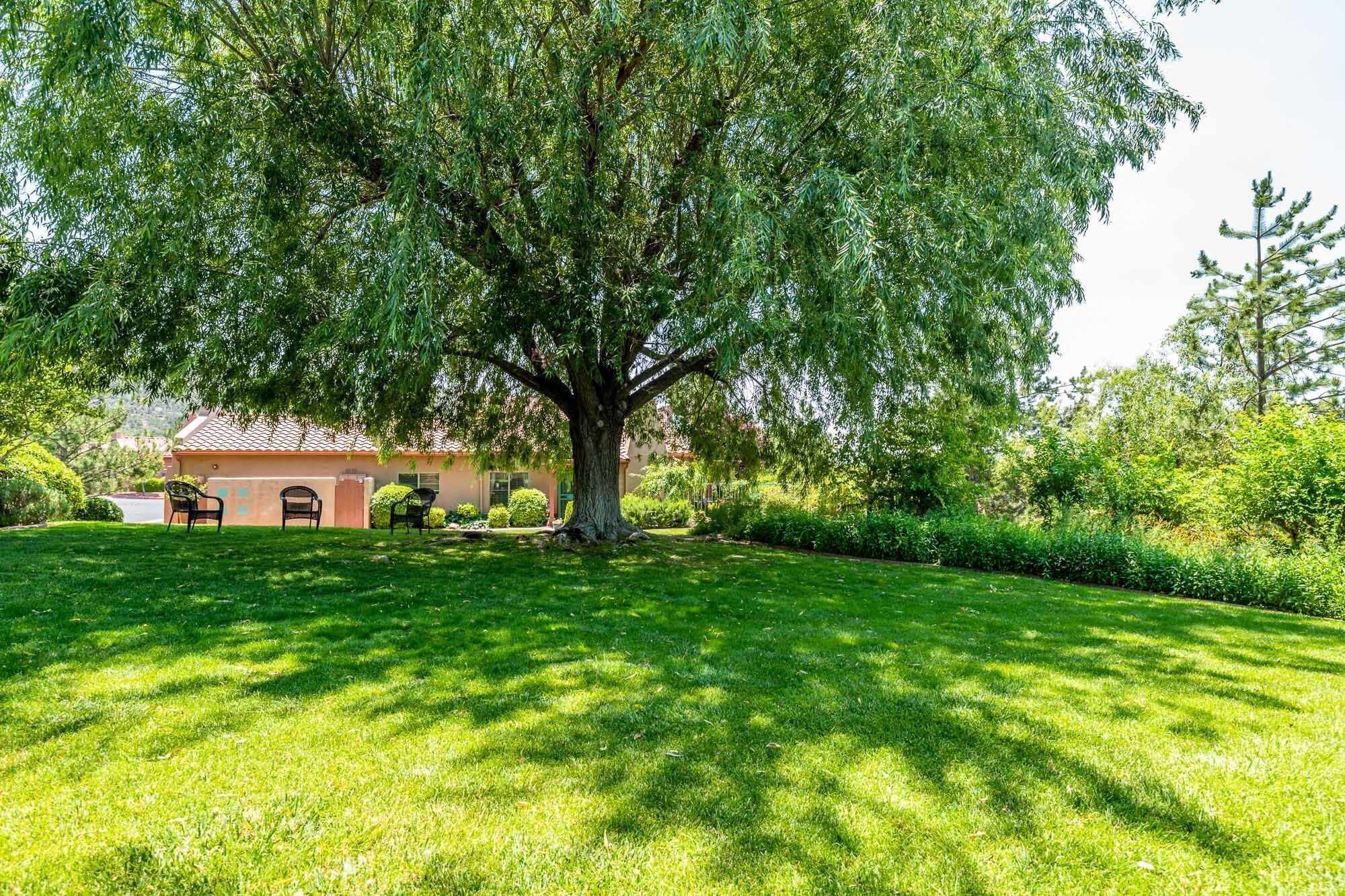 Un árbol grande frente a un edificio con un área de patio.