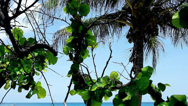 A beach with a palm tree and clear blue water. - POSHPADZ-Playa Blanca-Walk to Jupiter Beach-Balcony with Seating & Dining Area (Jupiter)