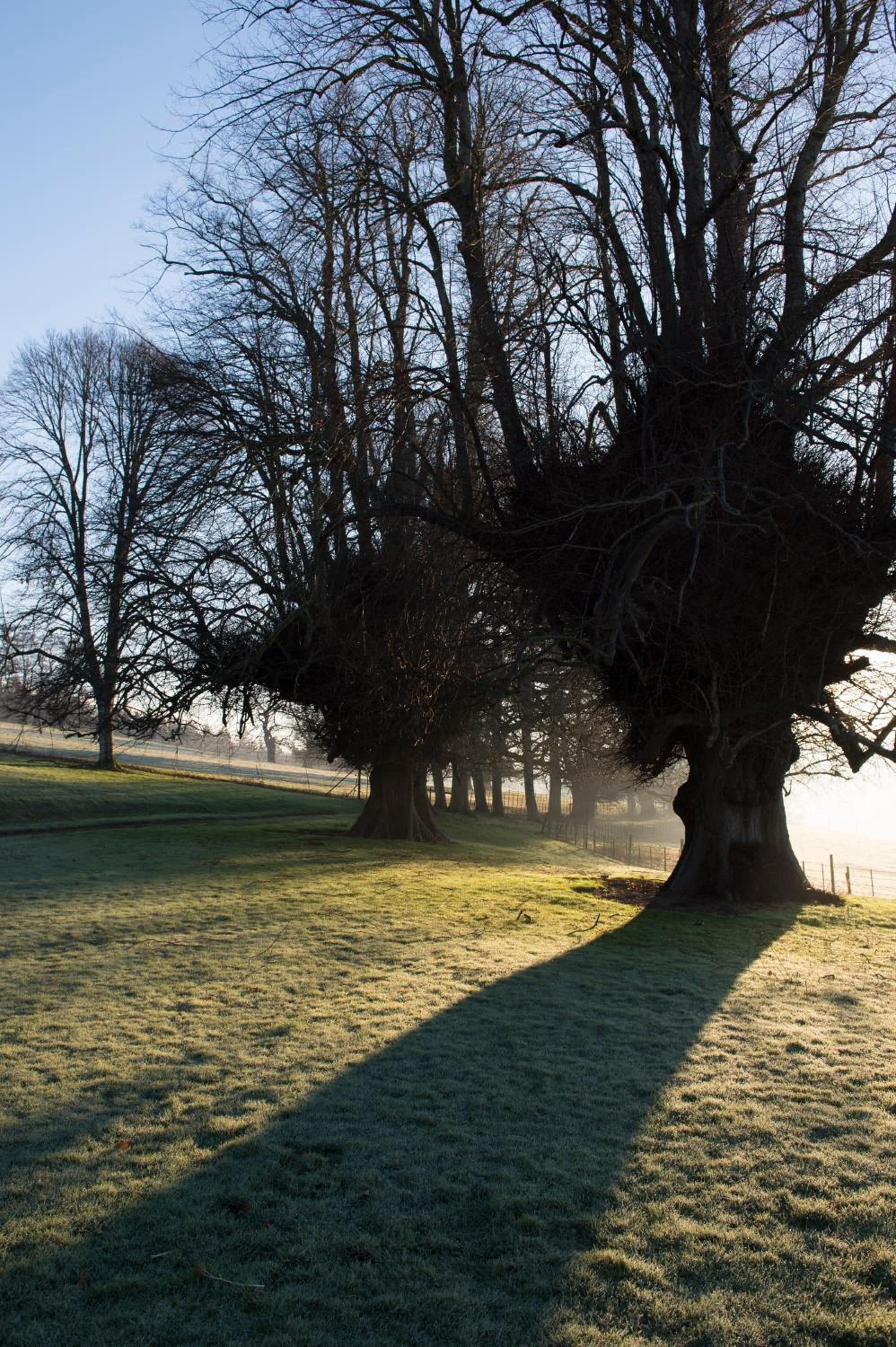 A large tree with a thick trunk and extensive branches in a grassy field.
