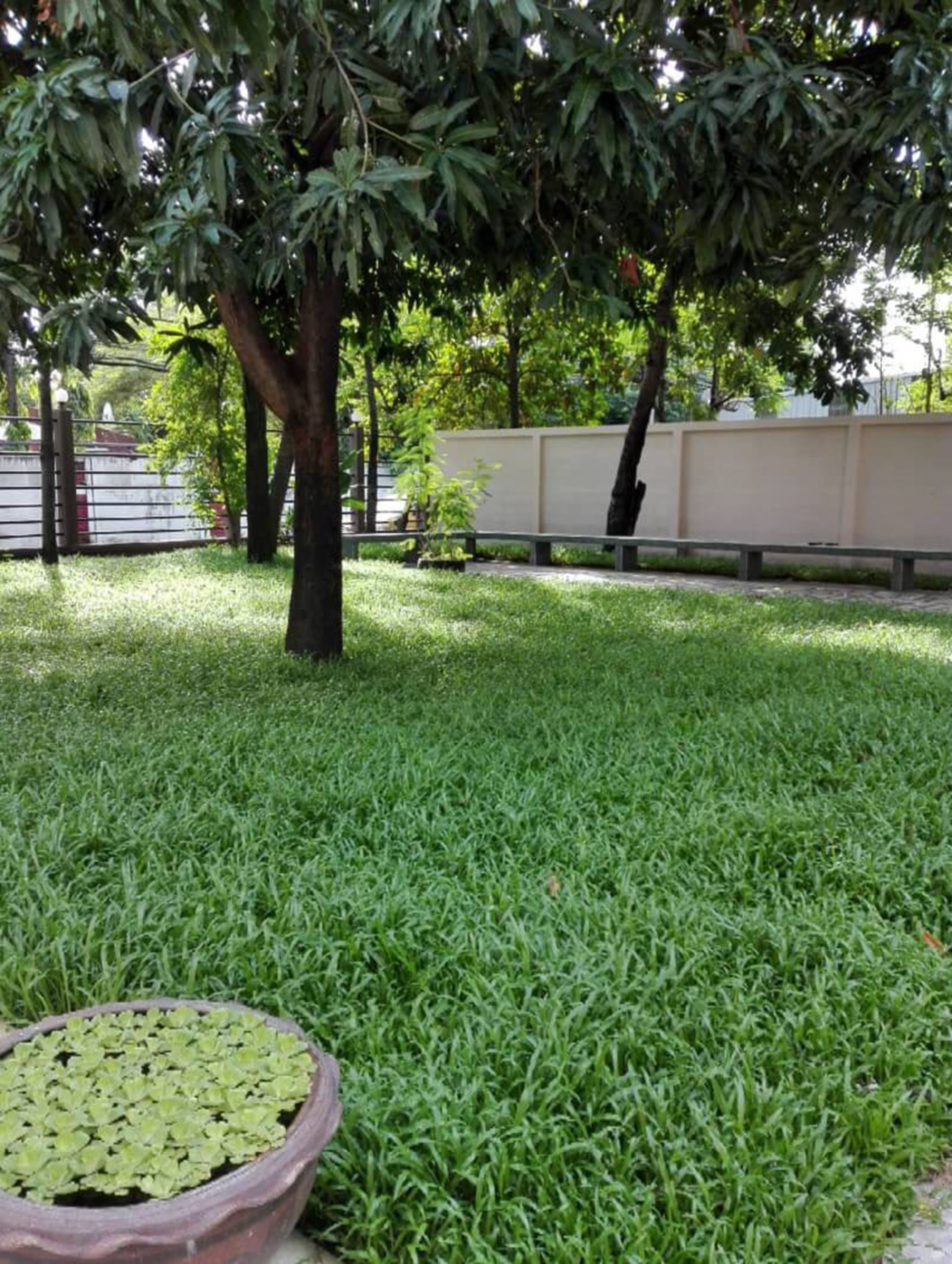 A grassy area with a tree and a potted plant.