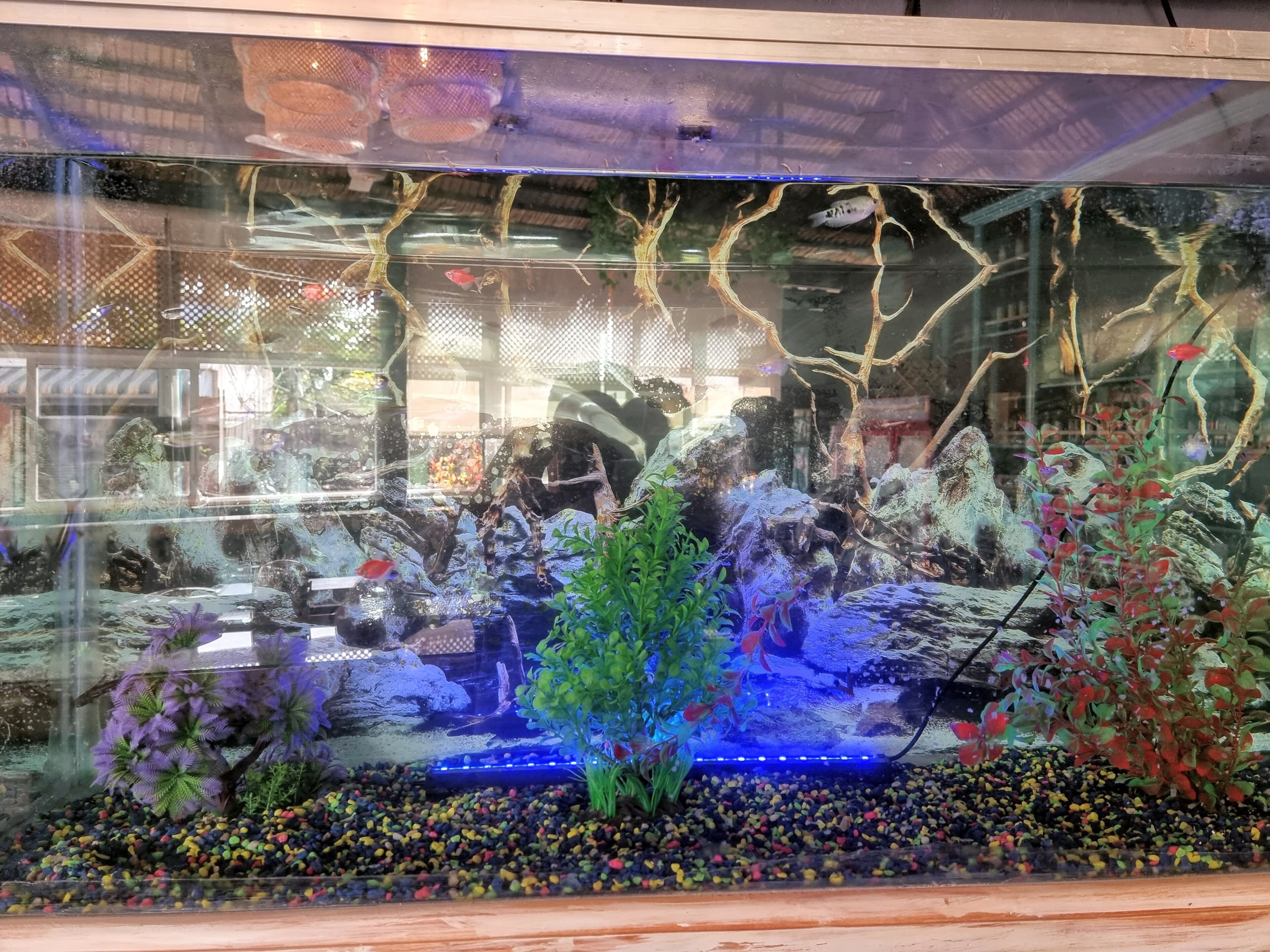 A large aquarium with a waterfall, various fish species, and aquatic plants.
