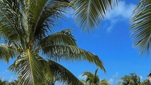 A sandy beach with palm trees and a clear blue sky.